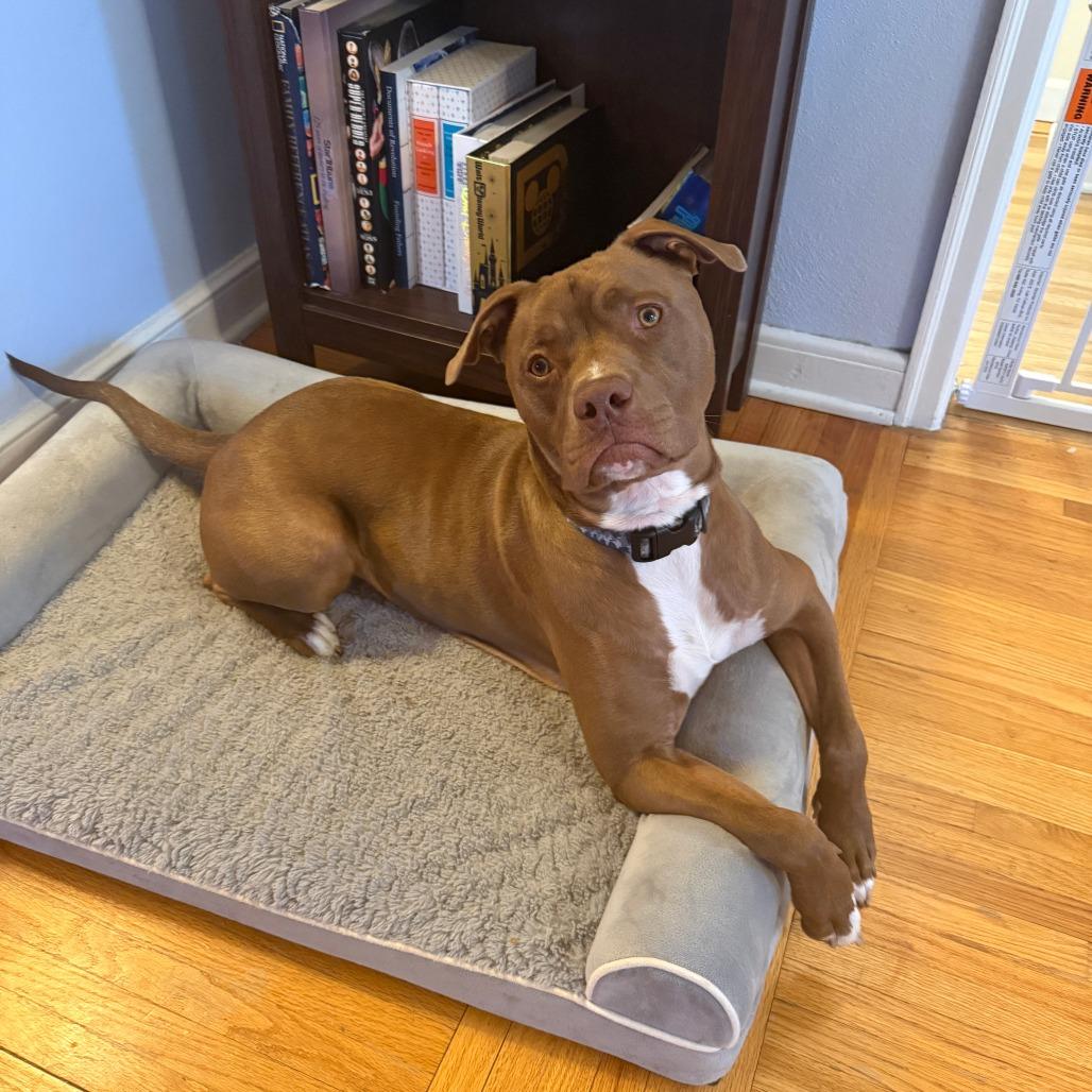 Enlarge Teddy, a Adoptable Mixed Breed in St. Paul, MN image 4/4