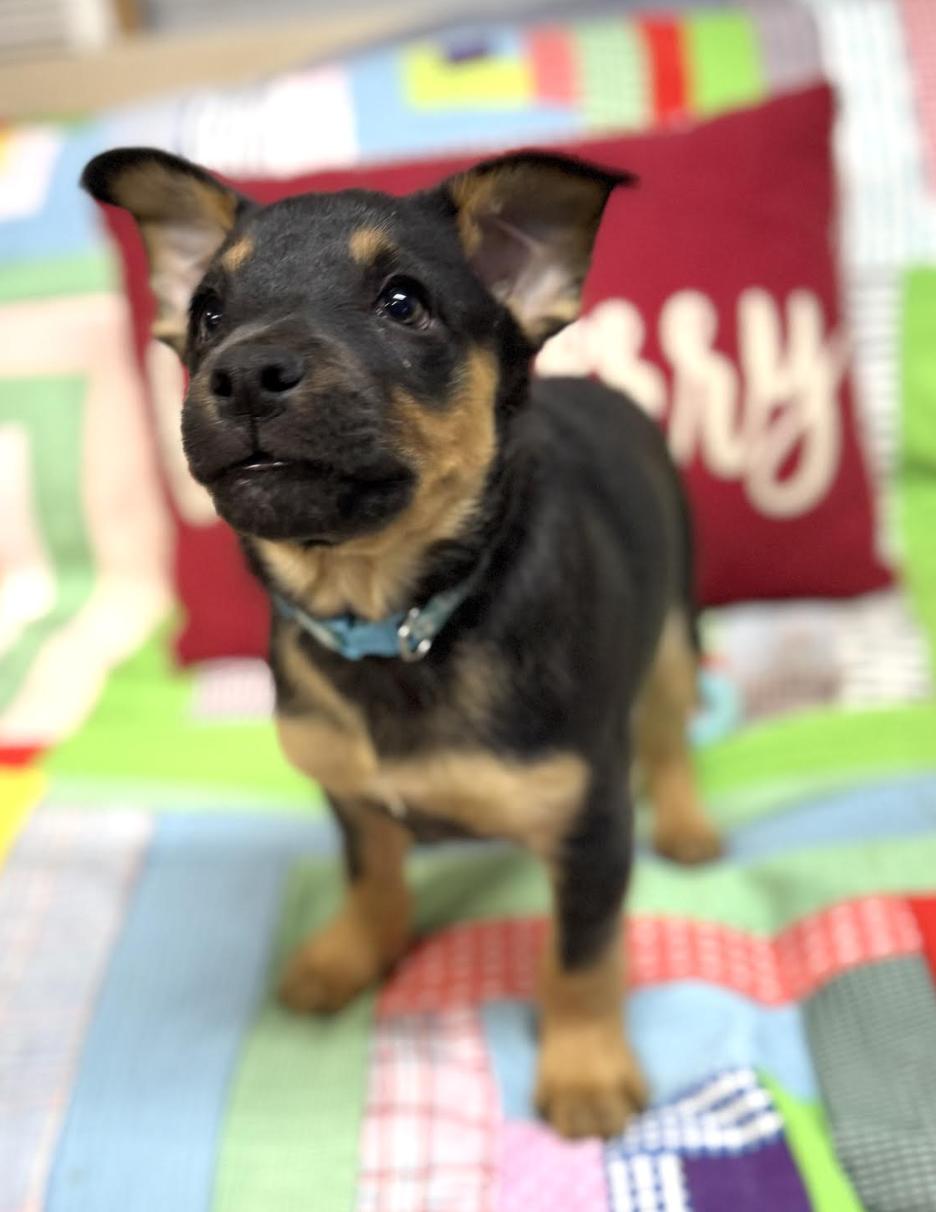 Cooper Landman ~ Local thumbnail 5