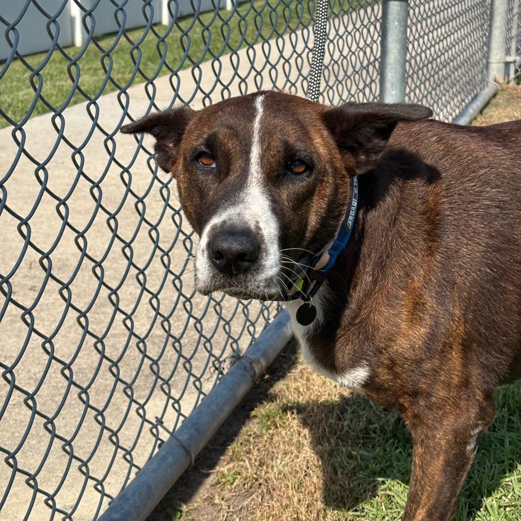 Enlarge Lola, a Adoptable mixed breed in League City, TX image 3/5