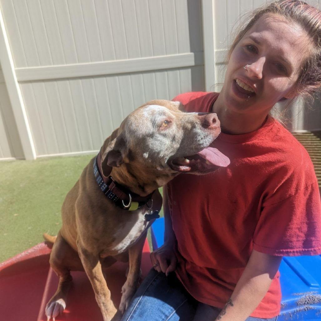 Enlarge Blu- Forever Foster Needed, a Adoptable mixed breed in Avon, OH image 1/6