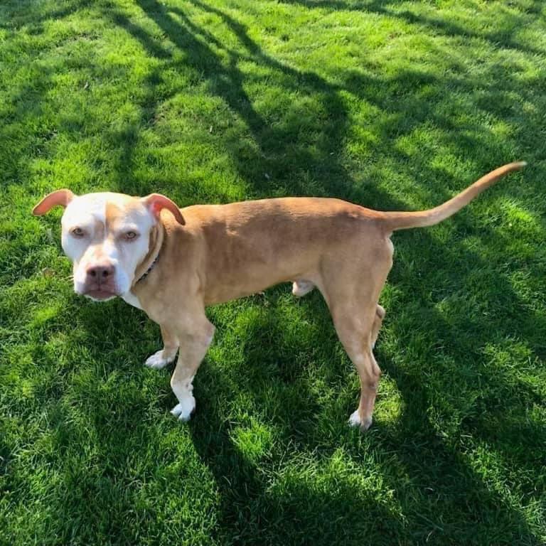 Enlarge Blu- Forever Foster Needed, a Adoptable mixed breed in Avon, OH image 2/6