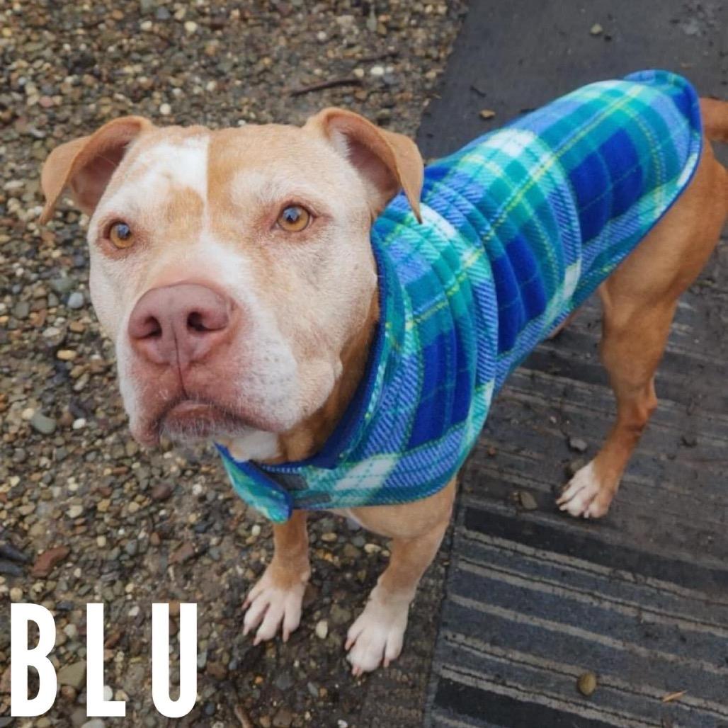 Enlarge Blu- Forever Foster Needed, a Adoptable mixed breed in Avon, OH image 4/6