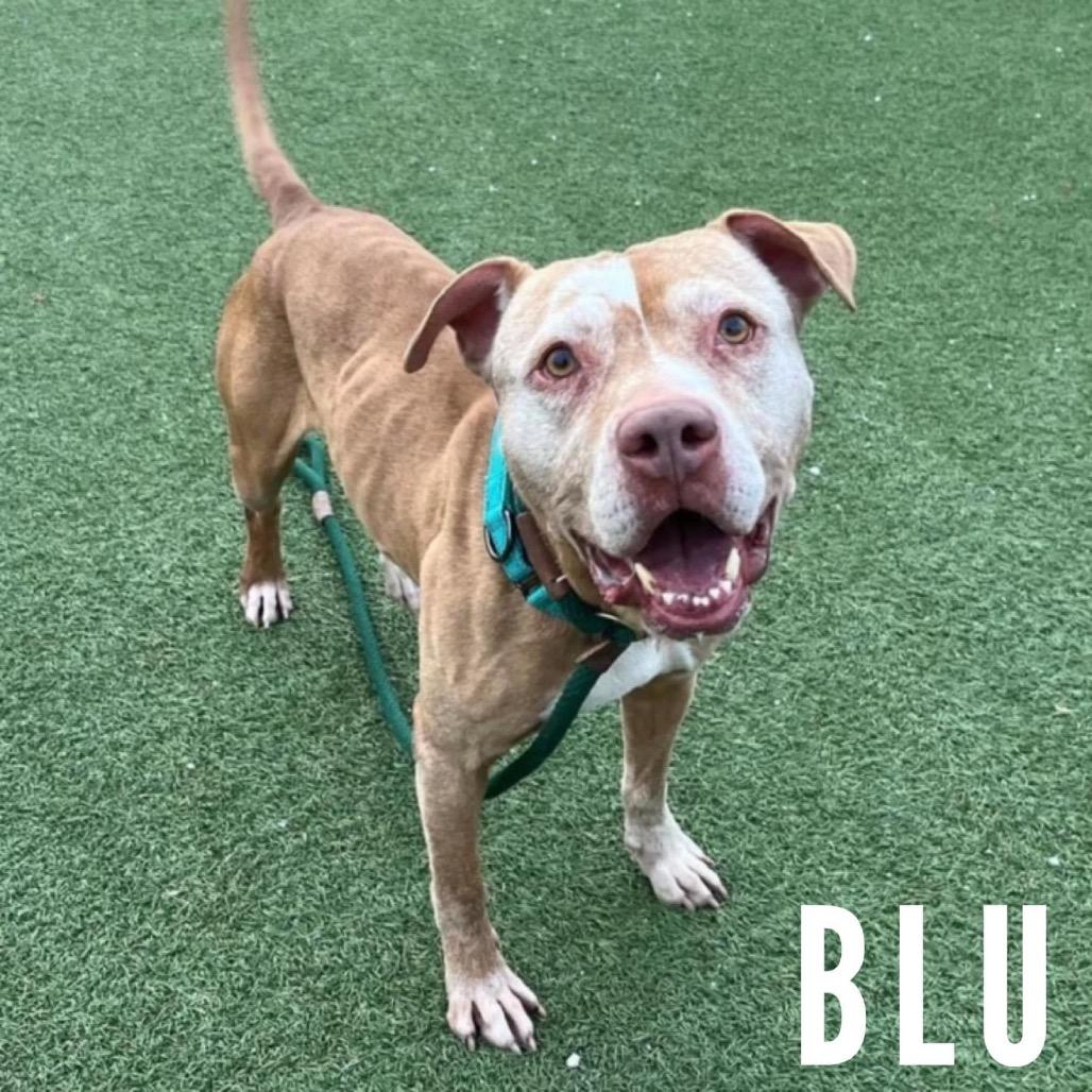 Enlarge Blu- Forever Foster Needed, a Adoptable mixed breed in Avon, OH image 5/6
