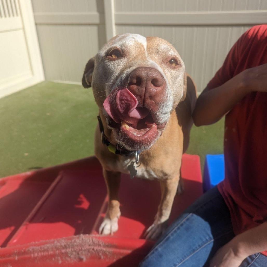 Blu- Forever Foster Needed, Adoptable, Senior Male American Bulldog.