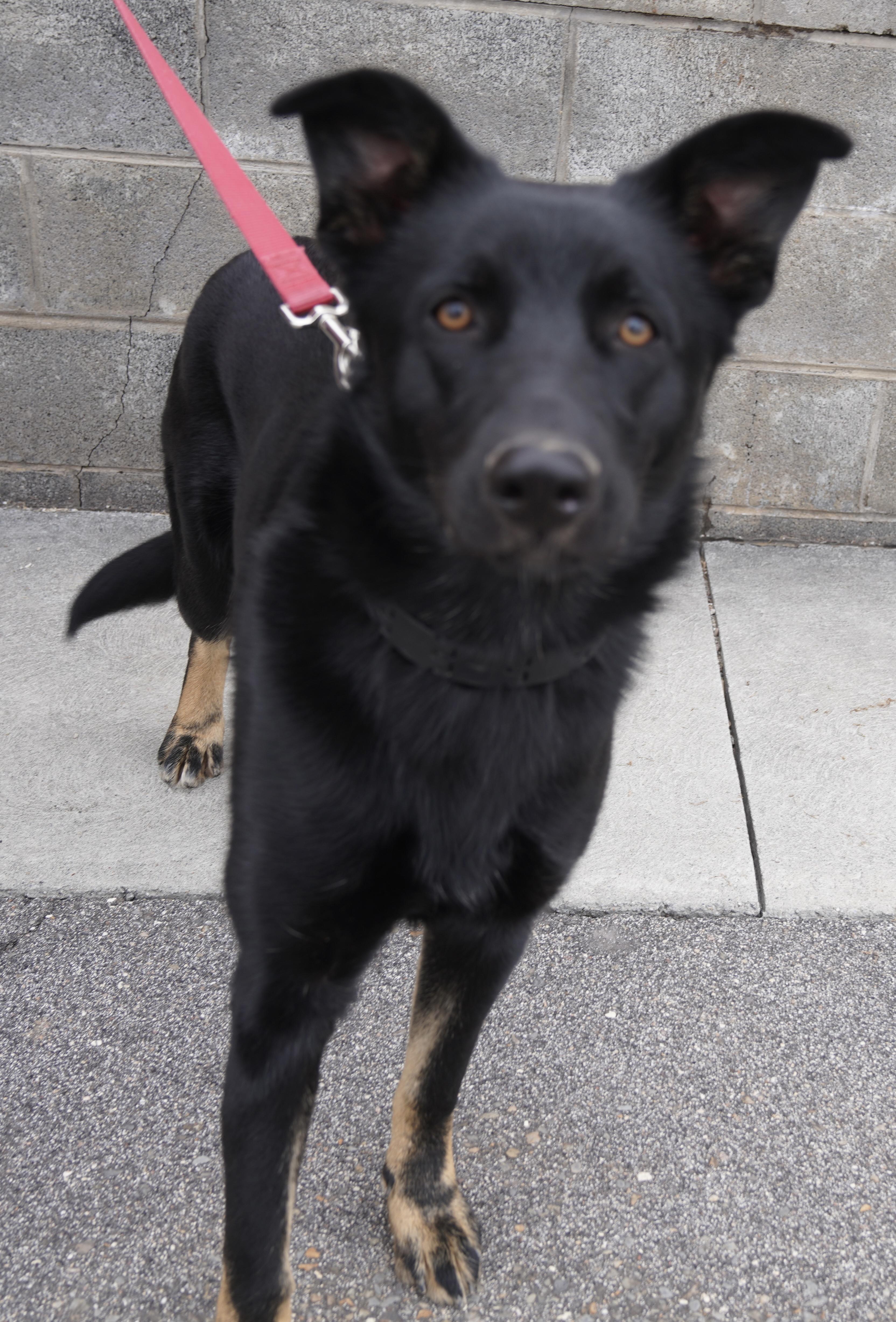 Enlarge Raven , a ADOPTABLE German Shepherd Dog in Pottsville, PA image 5/5