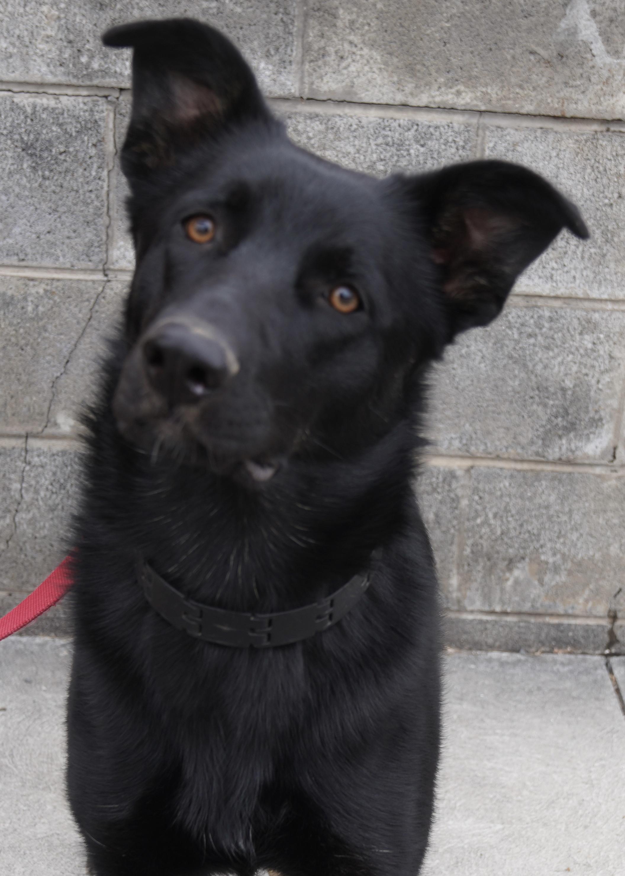 Enlarge Raven , a ADOPTABLE German Shepherd Dog in Pottsville, PA image 1/5