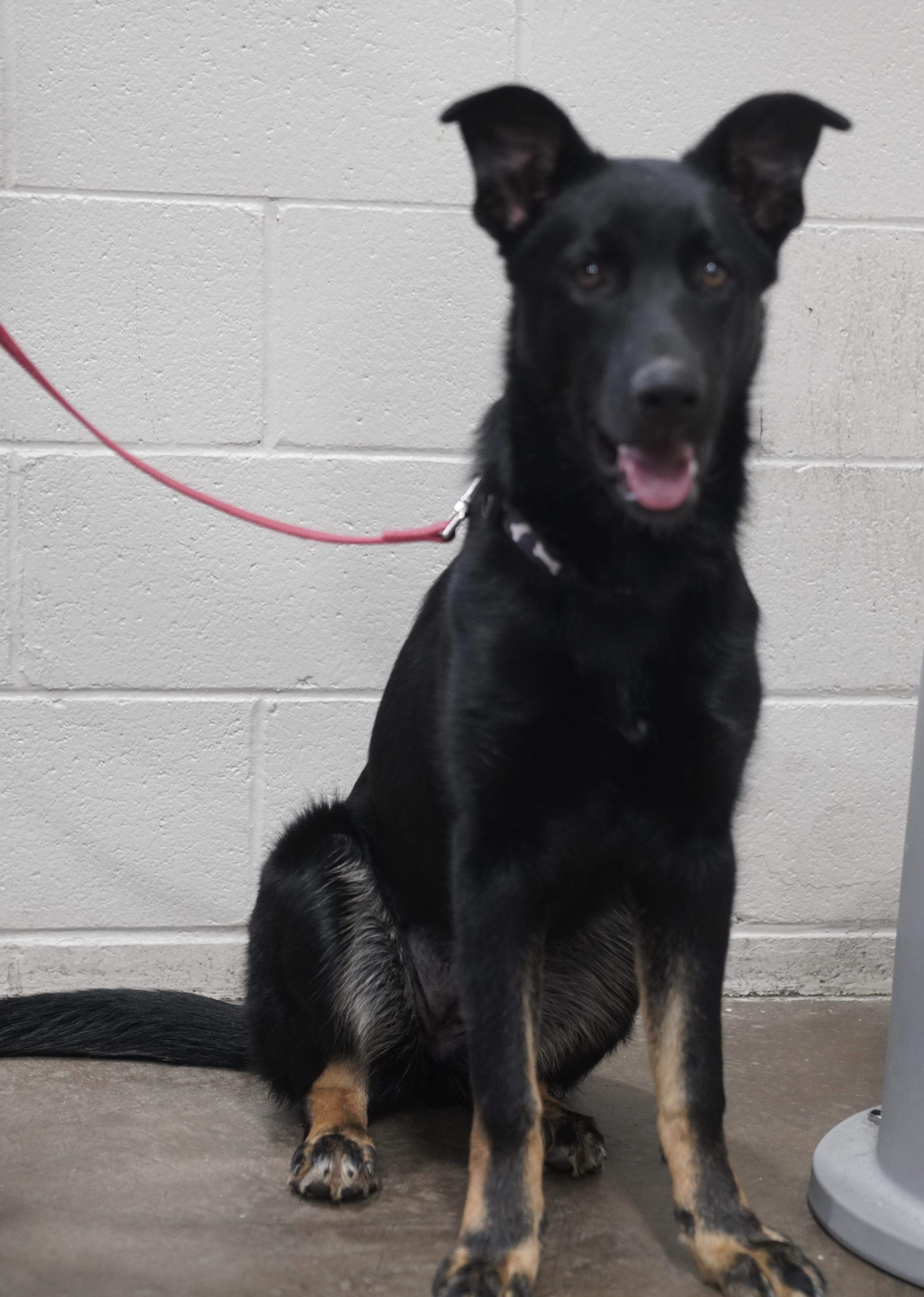 Enlarge Raven , a ADOPTABLE German Shepherd Dog in Pottsville, PA image 3/5