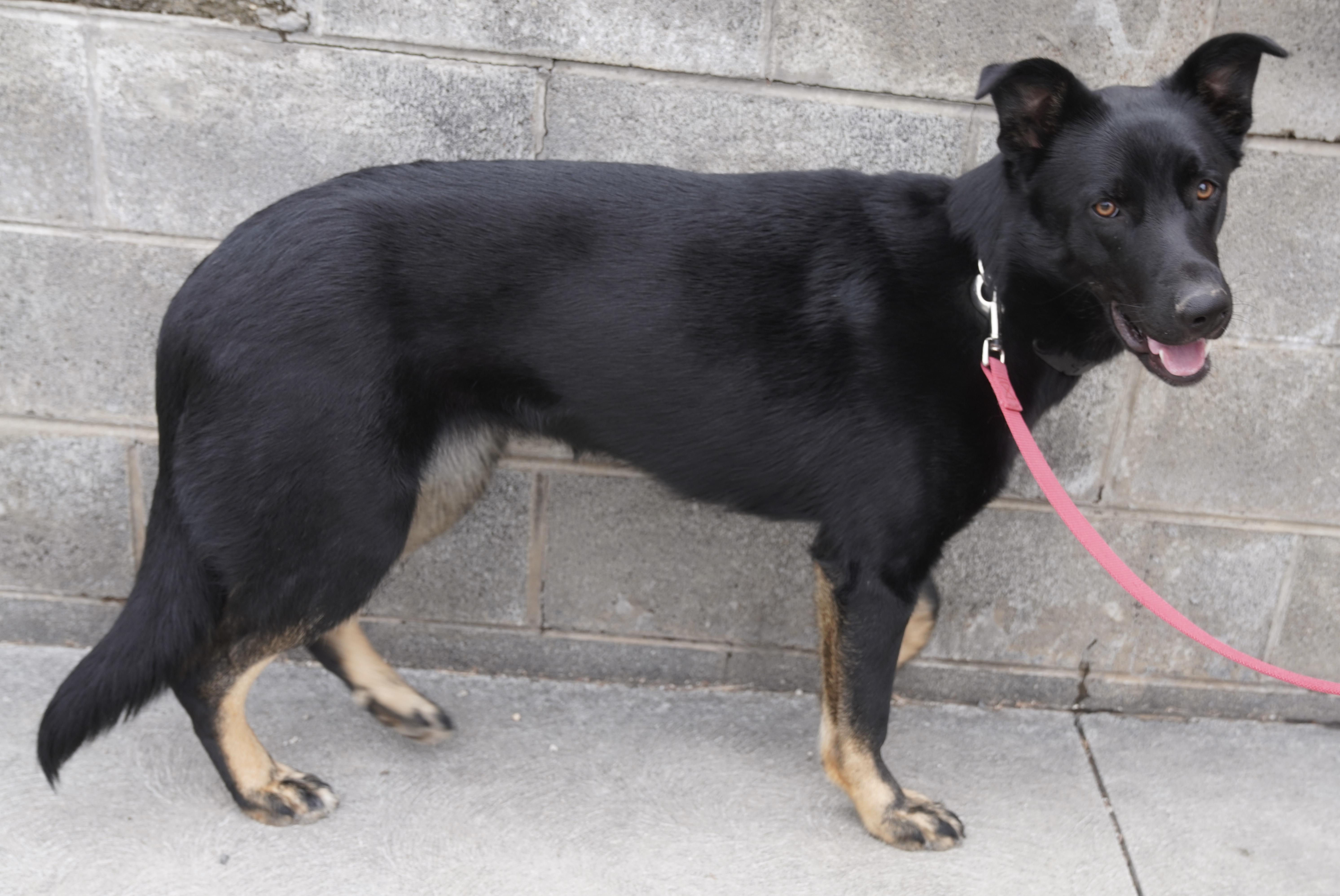Enlarge Raven , a ADOPTABLE German Shepherd Dog in Pottsville, PA image 4/5