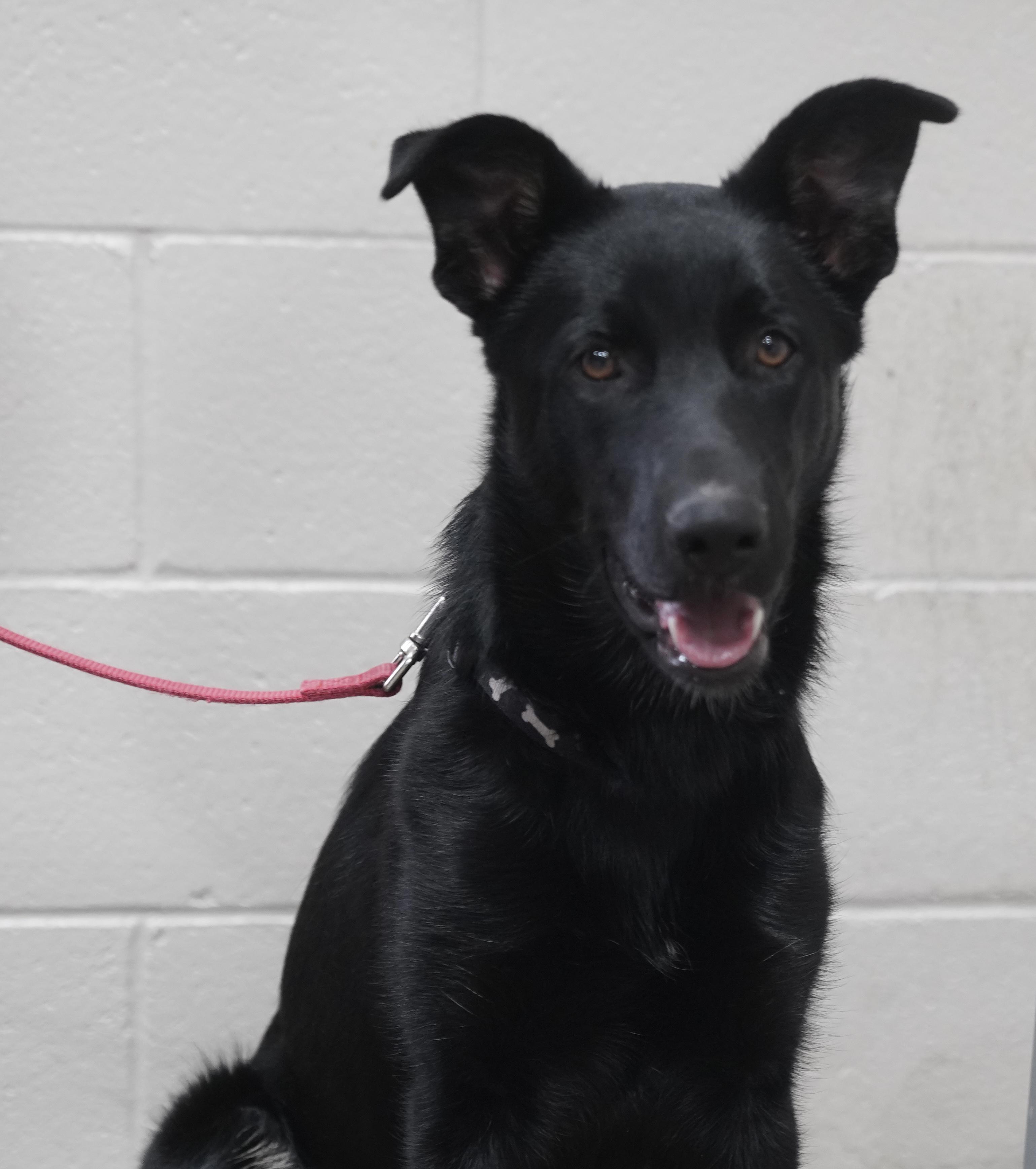 Raven , ADOPTABLE, Young Female German Shepherd Dog.