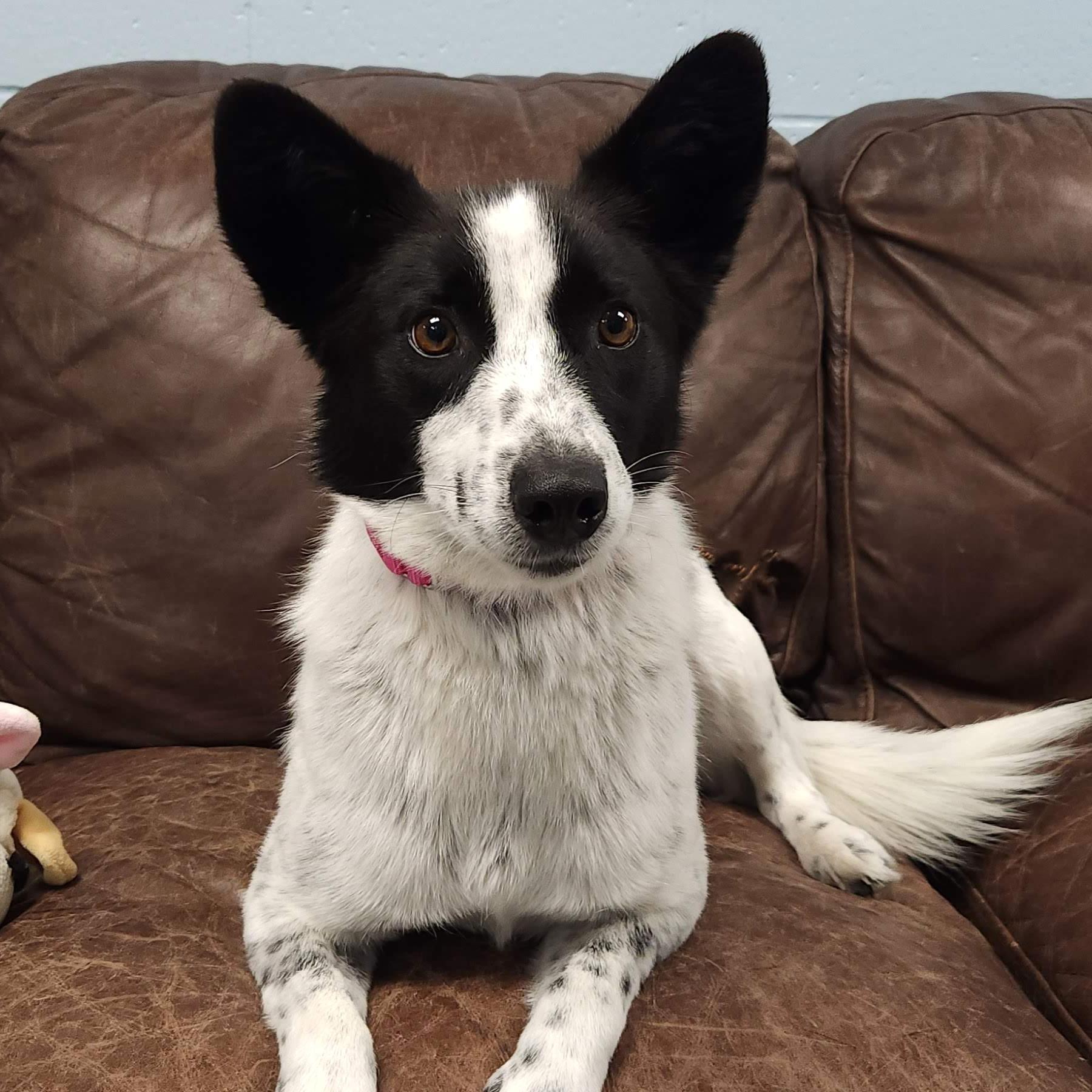 Enlarge Cookie, a Adoptable mixed breed in Marshfield, WI image 1/3