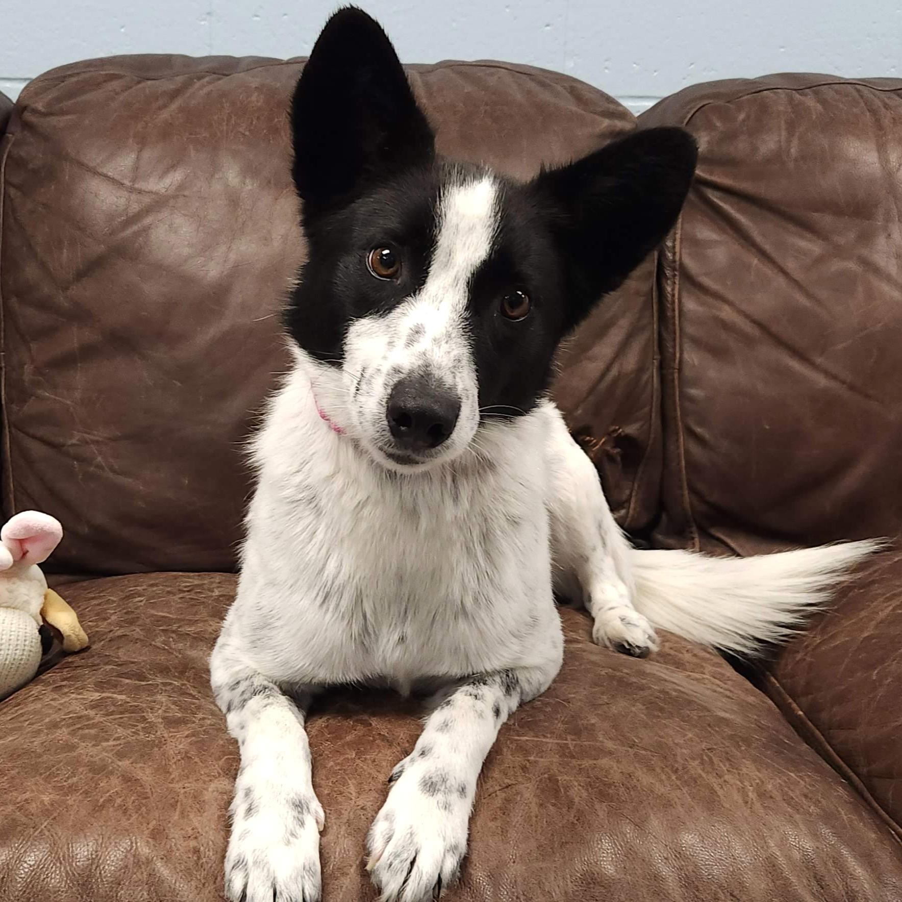 Enlarge Cookie, a Adoptable mixed breed in Marshfield, WI image 2/3