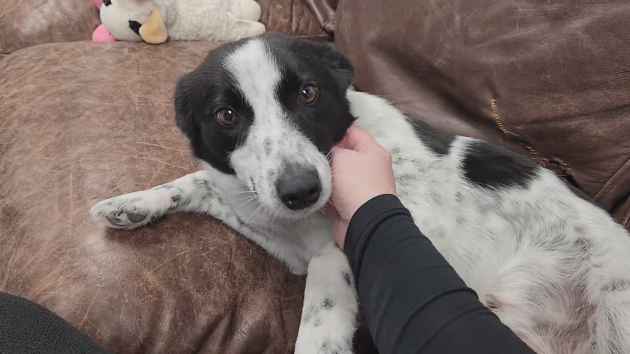 Enlarge Cookie, a Adoptable mixed breed in Marshfield, WI video 3/3