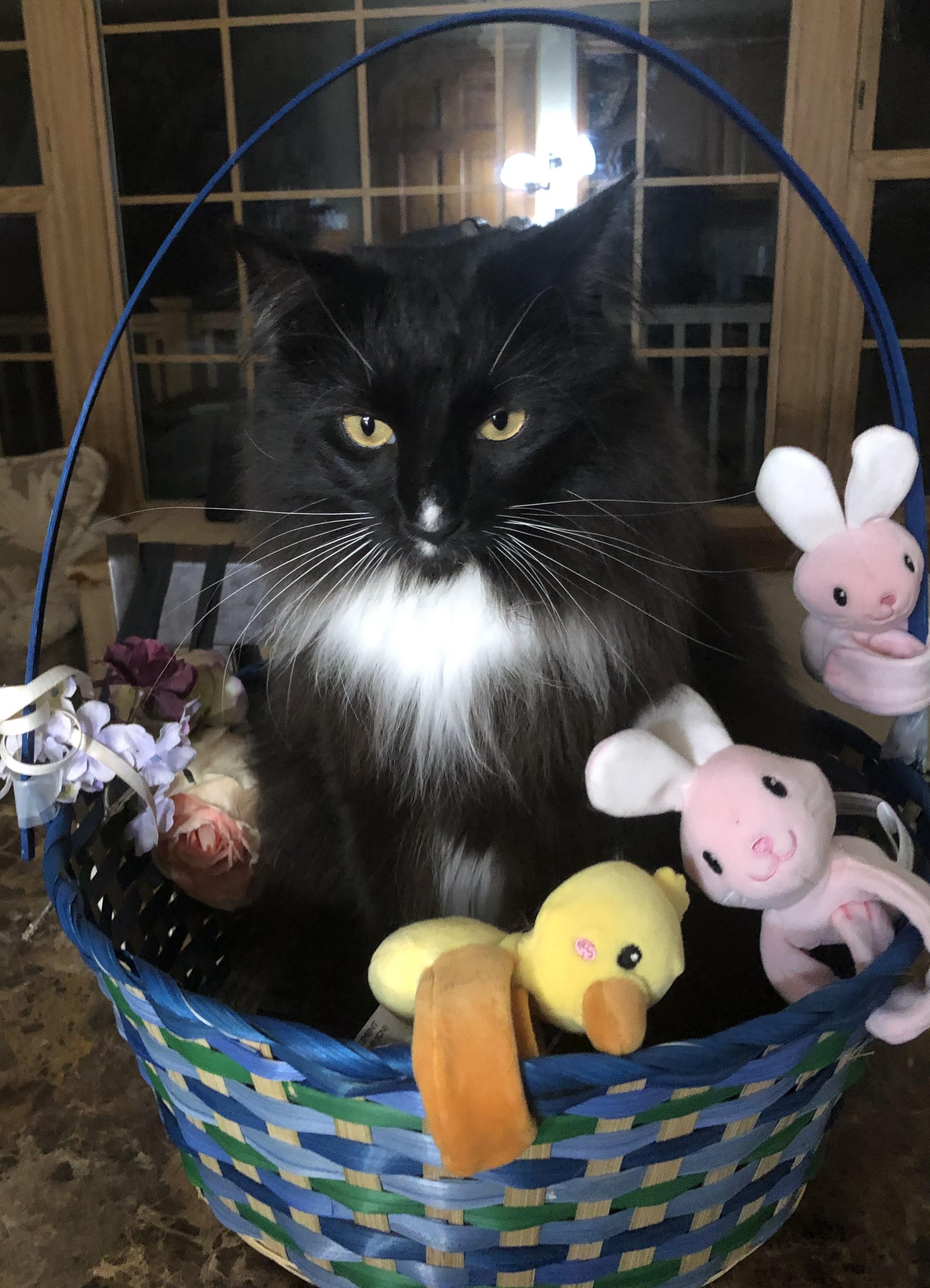 Hamlet, a Adoptable Domestic Long Hair in Melville, NY image 1/2