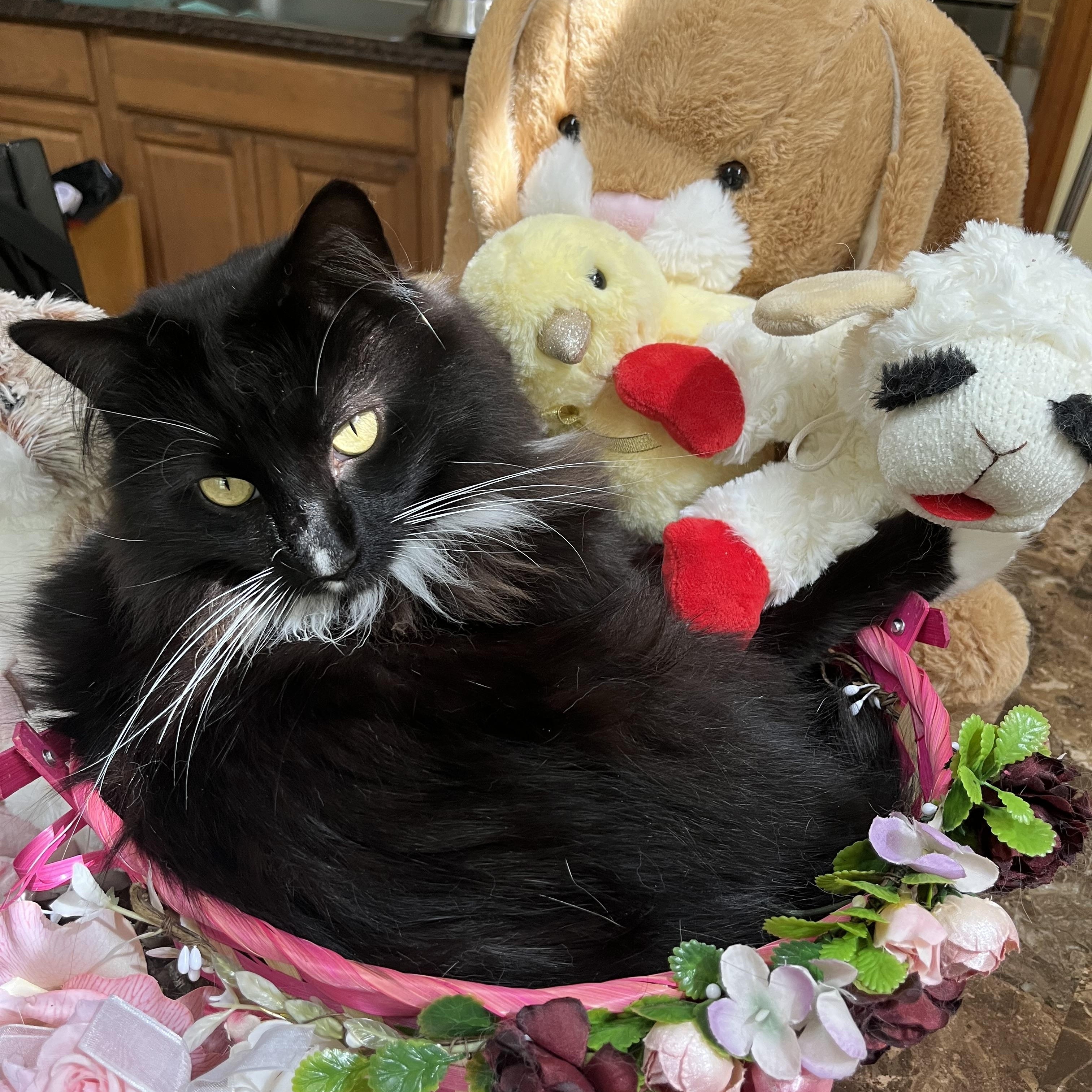 Hamlet, a Adoptable Domestic Long Hair in Melville, NY image 2/2