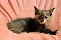 Enlarge Cher, a Adoptable Domestic Short Hair in Woodland Hills, CA image 1/1