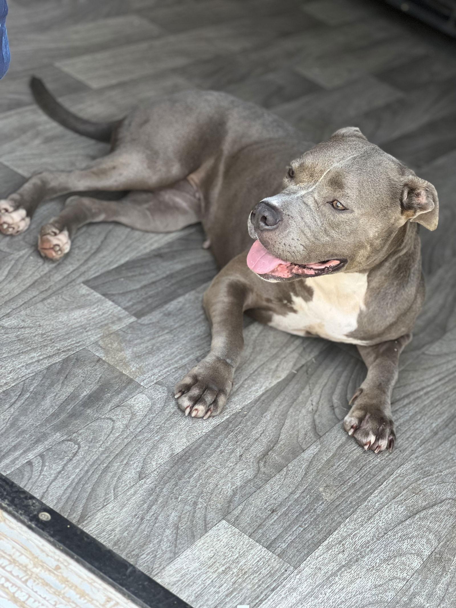 Journey, Adoptable, Young Female American Staffordshire Terrier.