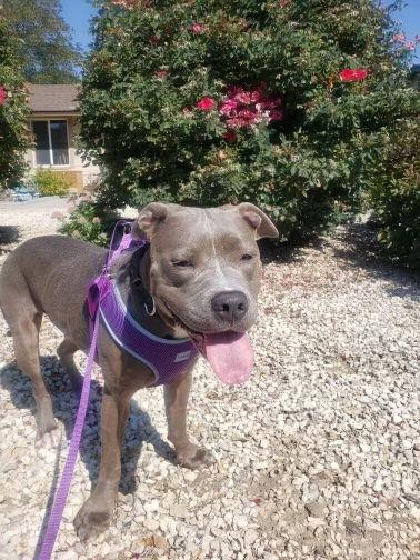 Enlarge Journey, a Adoptable American Staffordshire Terrier in Sparks, NV image 2/2