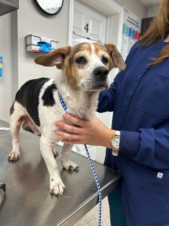 Bandit, Adoptable, Adult Male Beagle.