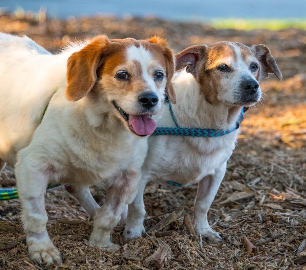 Enlarge Bandit, a Adoptable mixed breed in Marietta, GA image 3/6