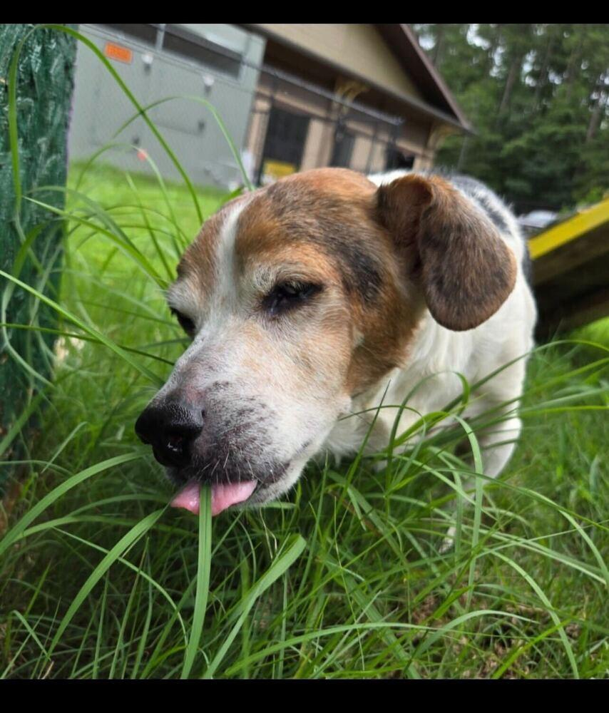 Enlarge Bandit, a Adoptable mixed breed in Marietta, GA image 4/6