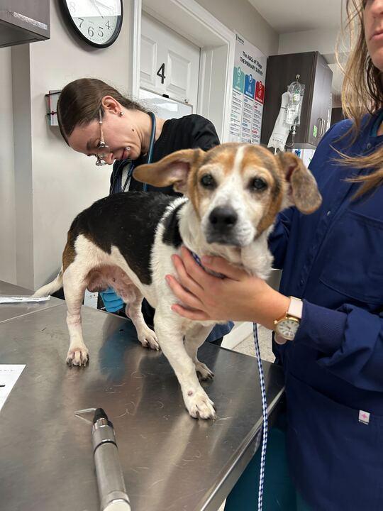 Enlarge Bandit, a Adoptable mixed breed in Marietta, GA image 3/5