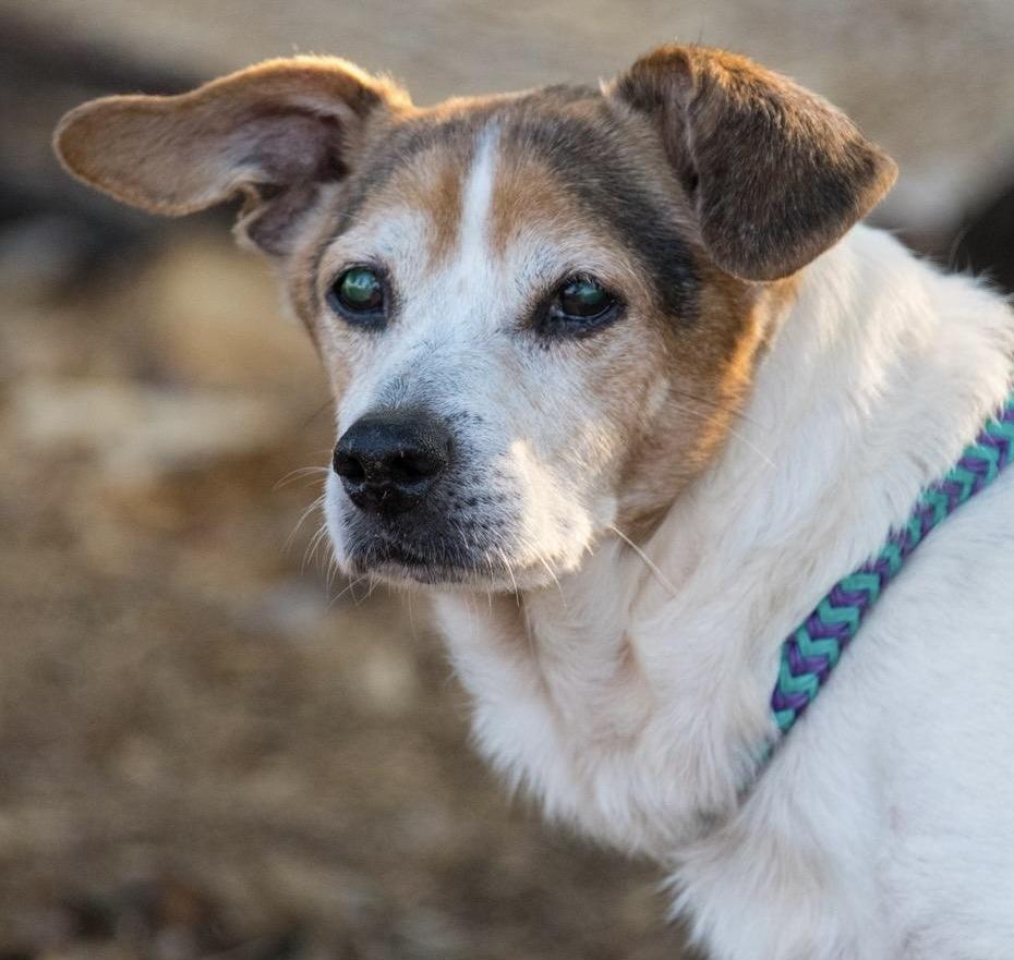 Enlarge Bandit, a Adoptable mixed breed in Marietta, GA image 5/6