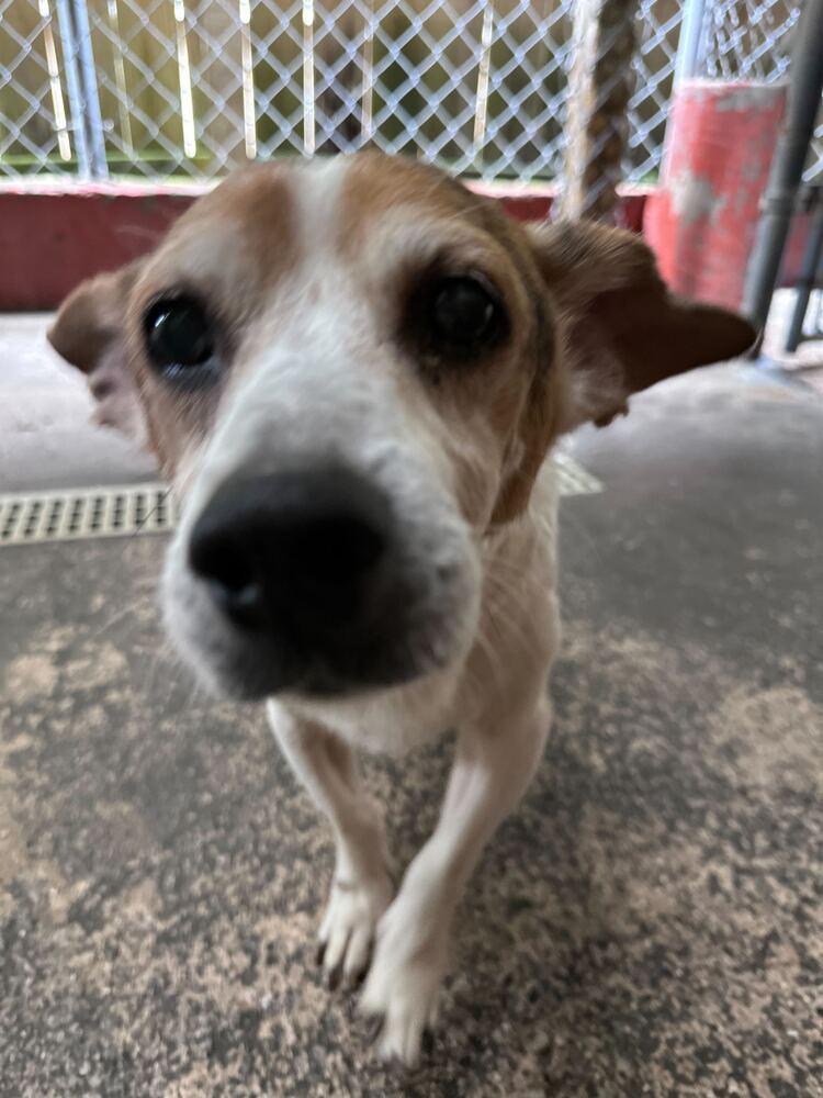 Enlarge Bandit, a Adoptable mixed breed in Marietta, GA image 6/6