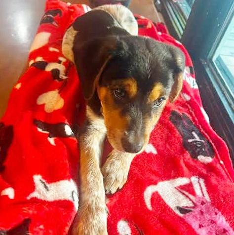 Enlarge Oliver, an adopted mixed breed in Traverse City, MI image 1/1