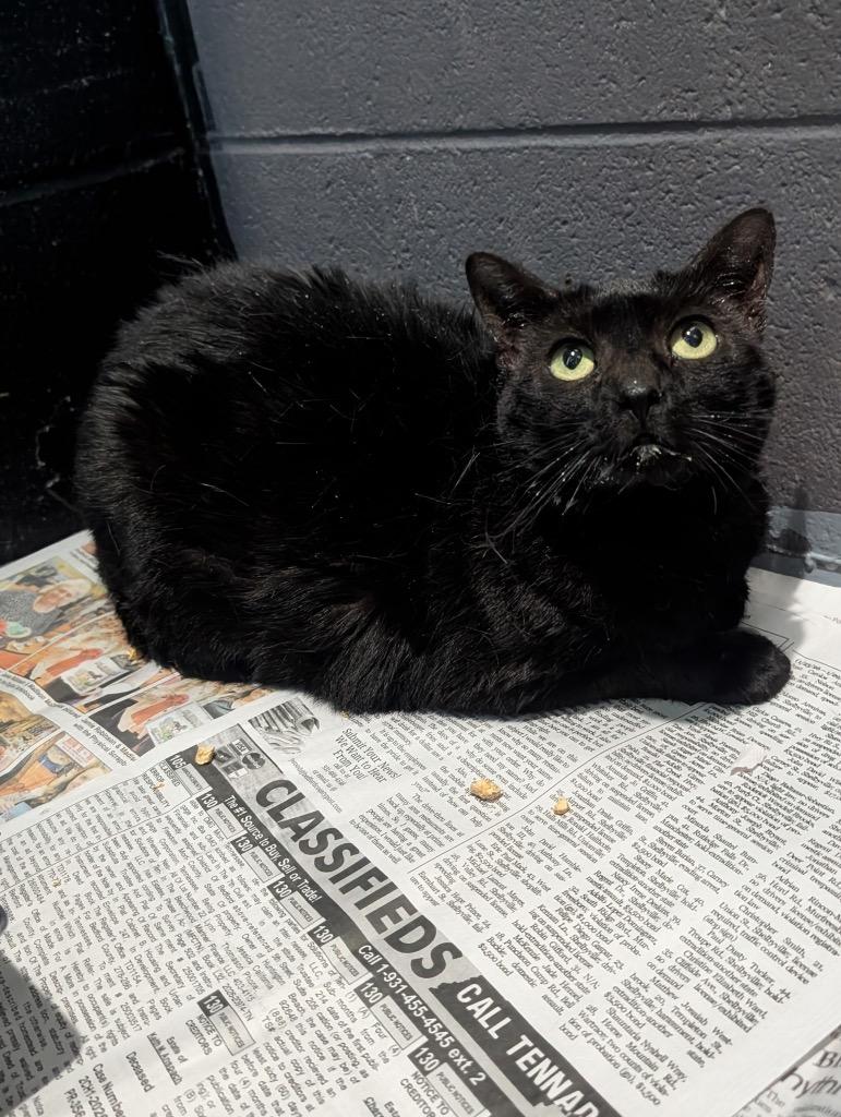 Lily, Adoptable, Adult Female Domestic Short Hair.