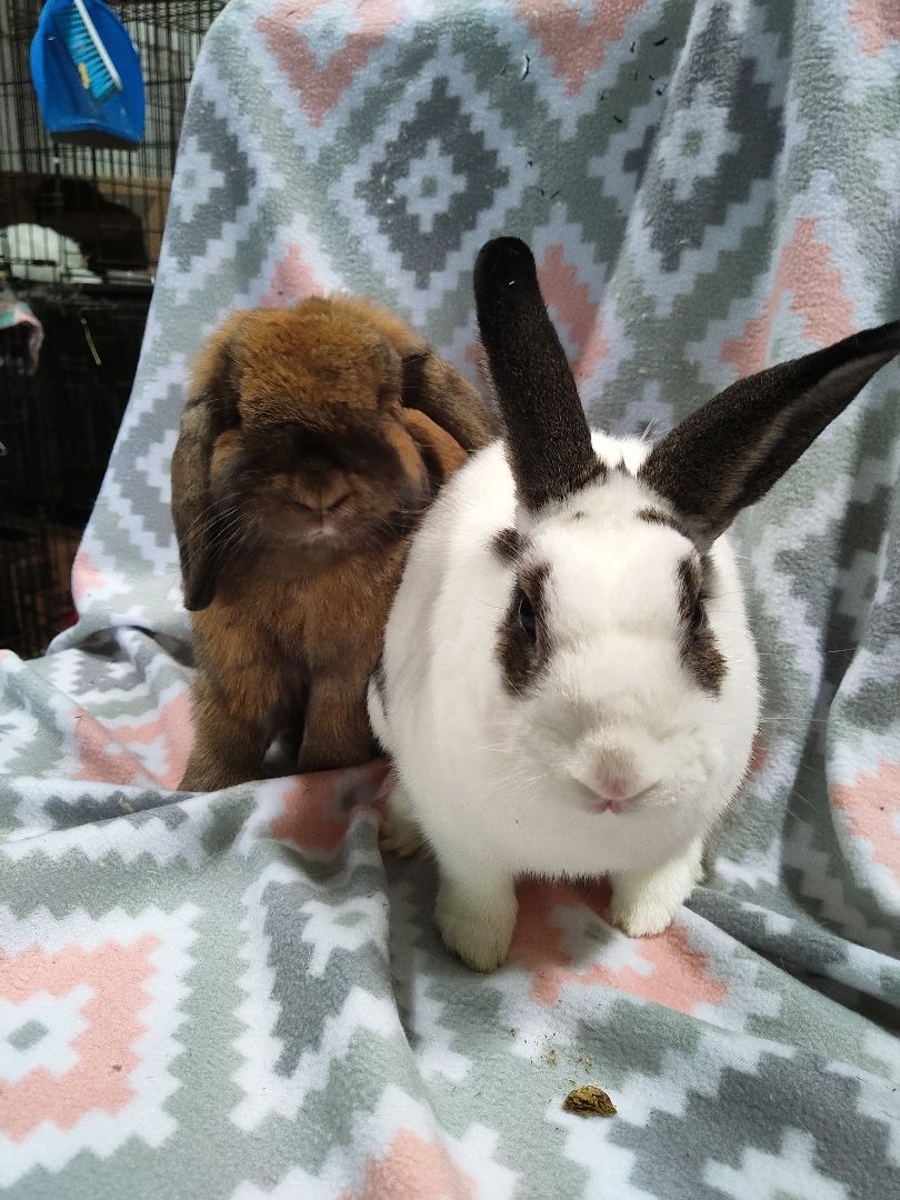 Enlarge Barley and Tater Tot, a Adoptable Holland Lop in Erie, PA image 1/10