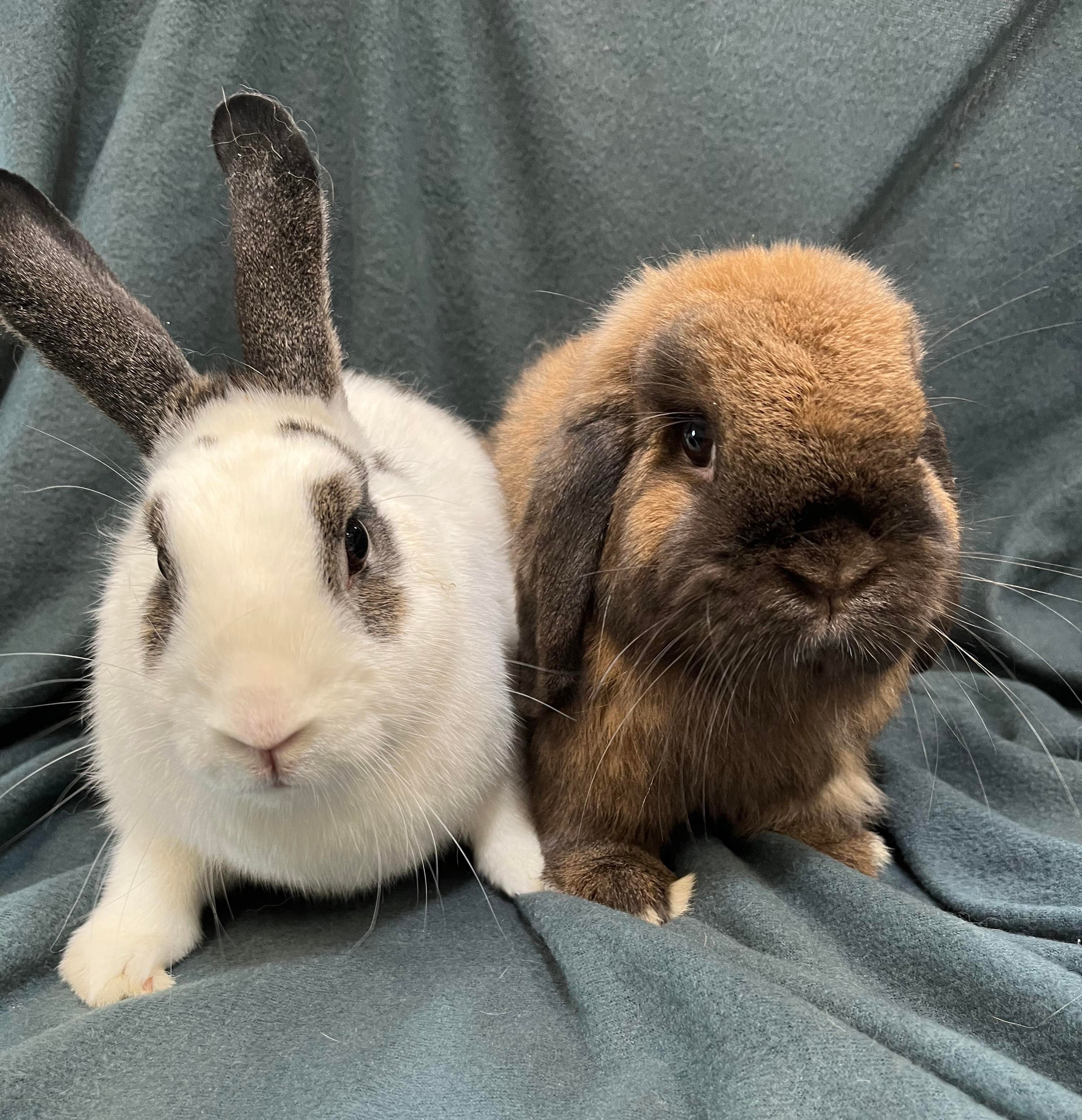 Enlarge Barley and Tater Tot, a Adoptable Holland Lop in Erie, PA image 2/10
