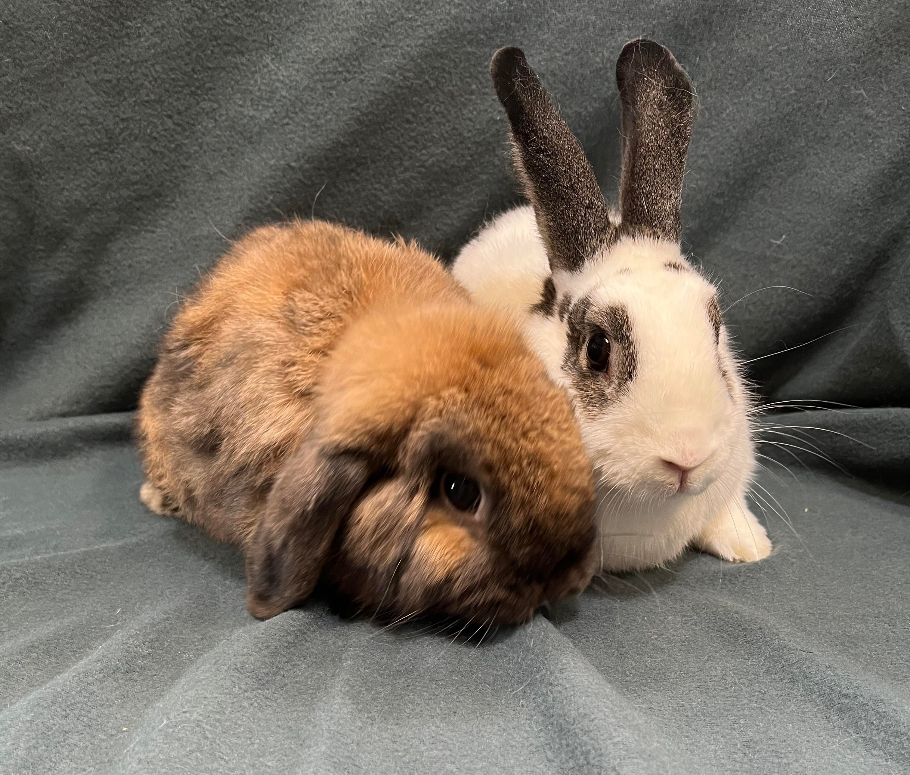 Enlarge Barley and Tater Tot, a Adoptable Holland Lop in Erie, PA image 4/10