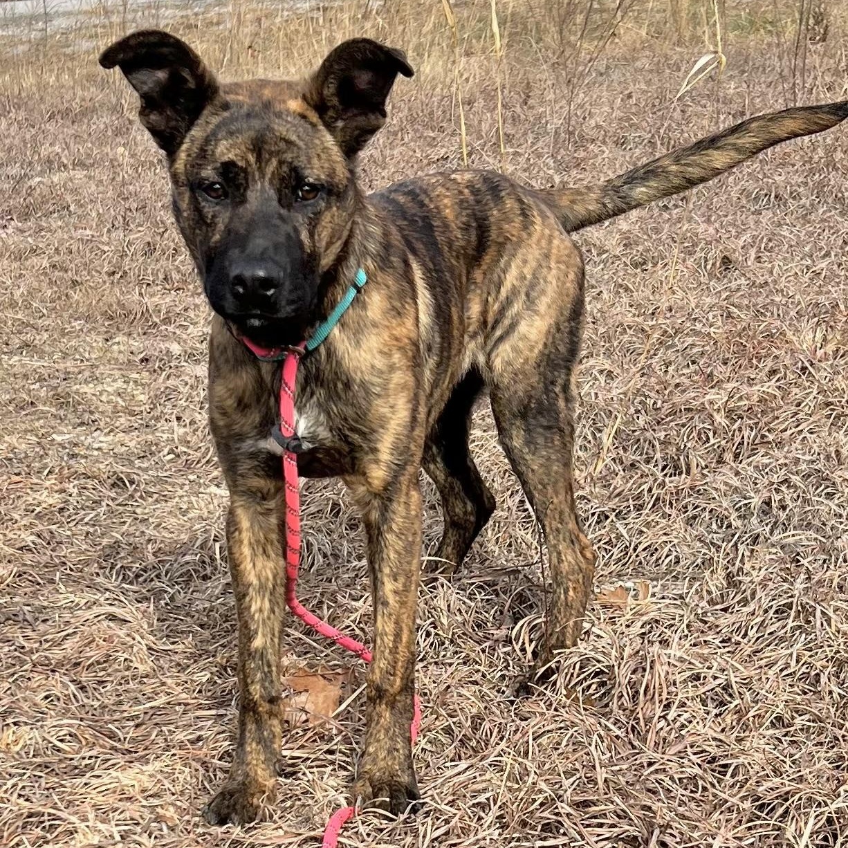 Creeker, ADOPTABLE, Young Male Boxer.