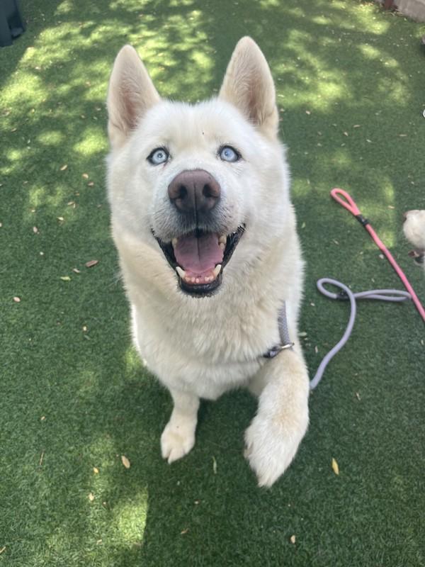 Enlarge Minero, a Adoptable mixed breed in San Gabriel, CA image 2/6