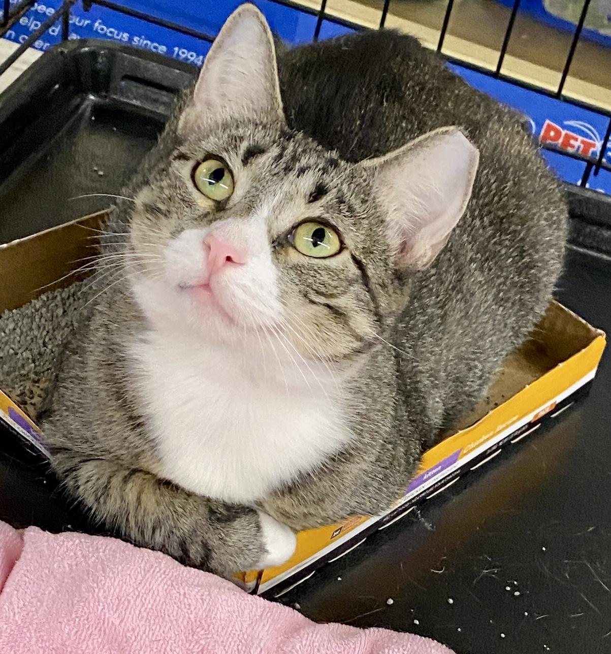 Giselle, Adopted, Adult Female Tabby & Domestic Short Hair.