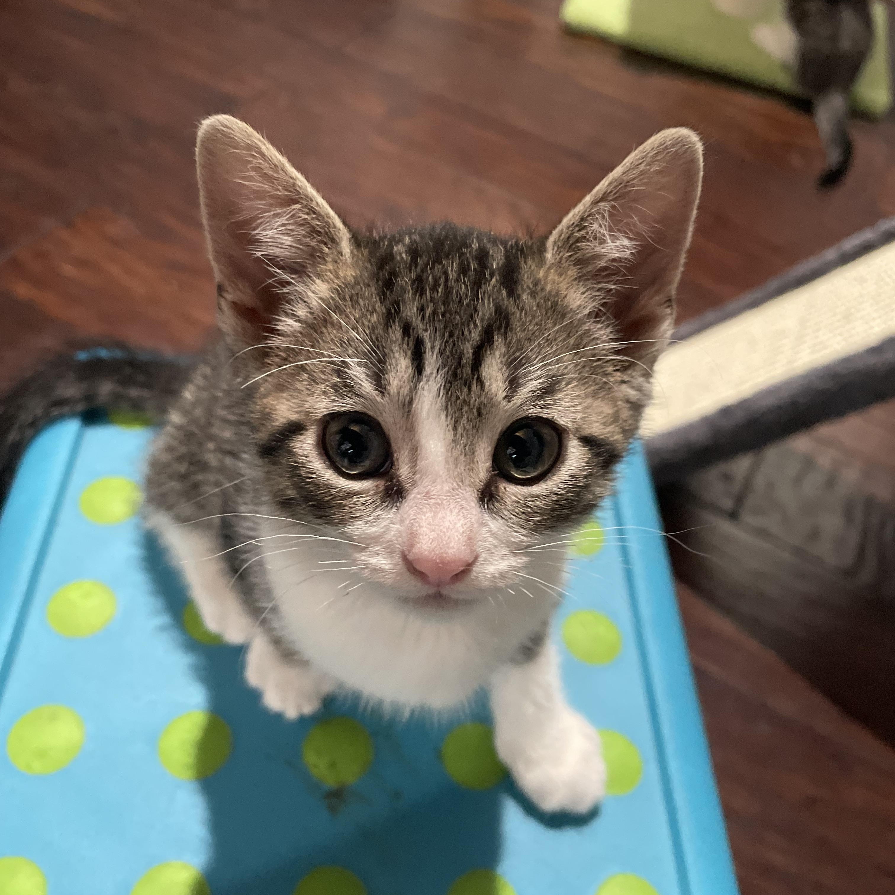 Enlarge Chai, a ADOPTABLE Domestic Short Hair in Haddon Heights, NJ image 3/5