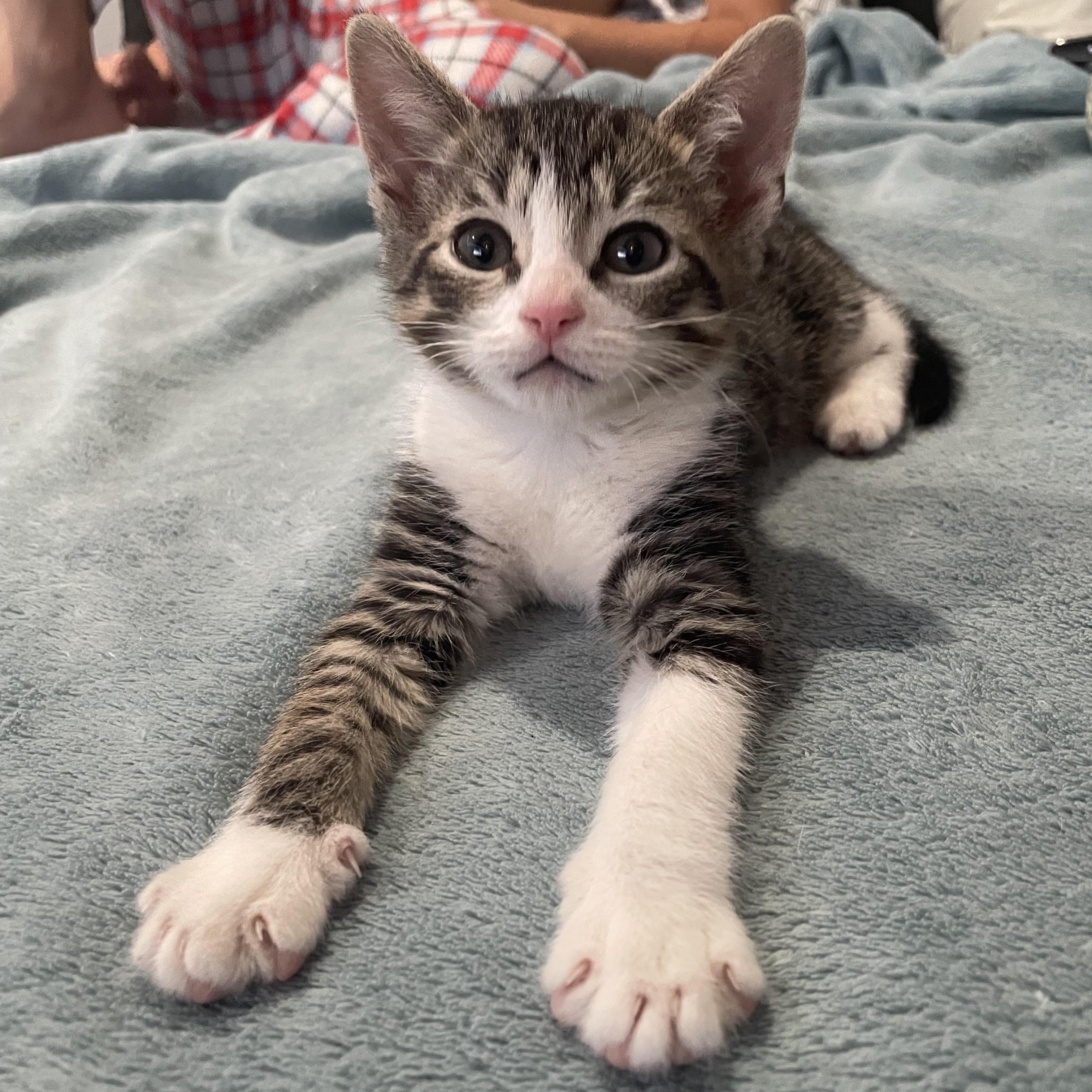 Chai, ADOPTABLE, Kitten Female Domestic Short Hair.