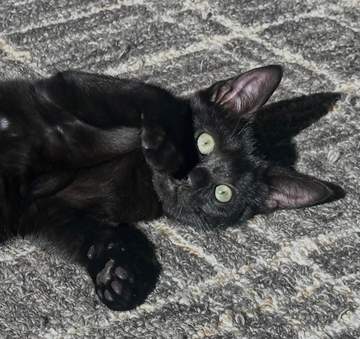 Enlarge Luna ( and Nova), a Adoptable Domestic Short Hair in Bothell, WA image 3/4