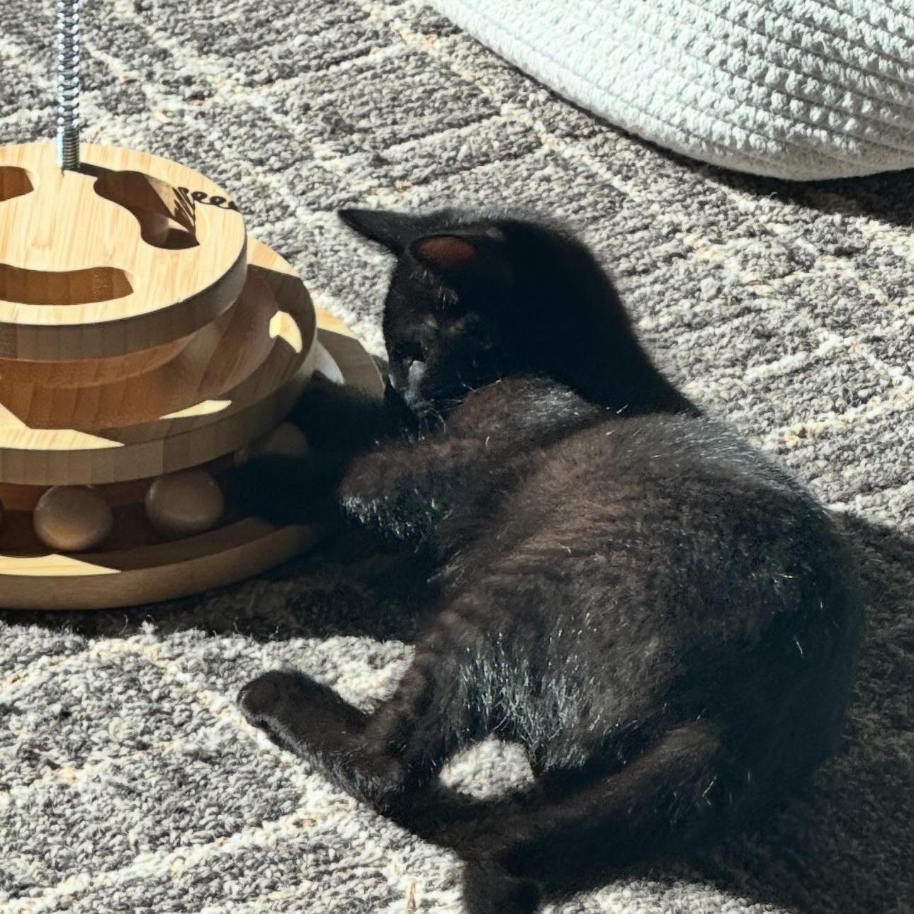 Enlarge Luna ( and Nova), a Adoptable Domestic Short Hair in Bothell, WA image 2/4