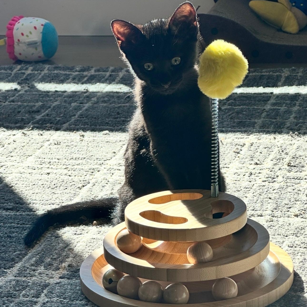 Luna ( and Nova), Adoptable, Kitten Female Domestic Short Hair.