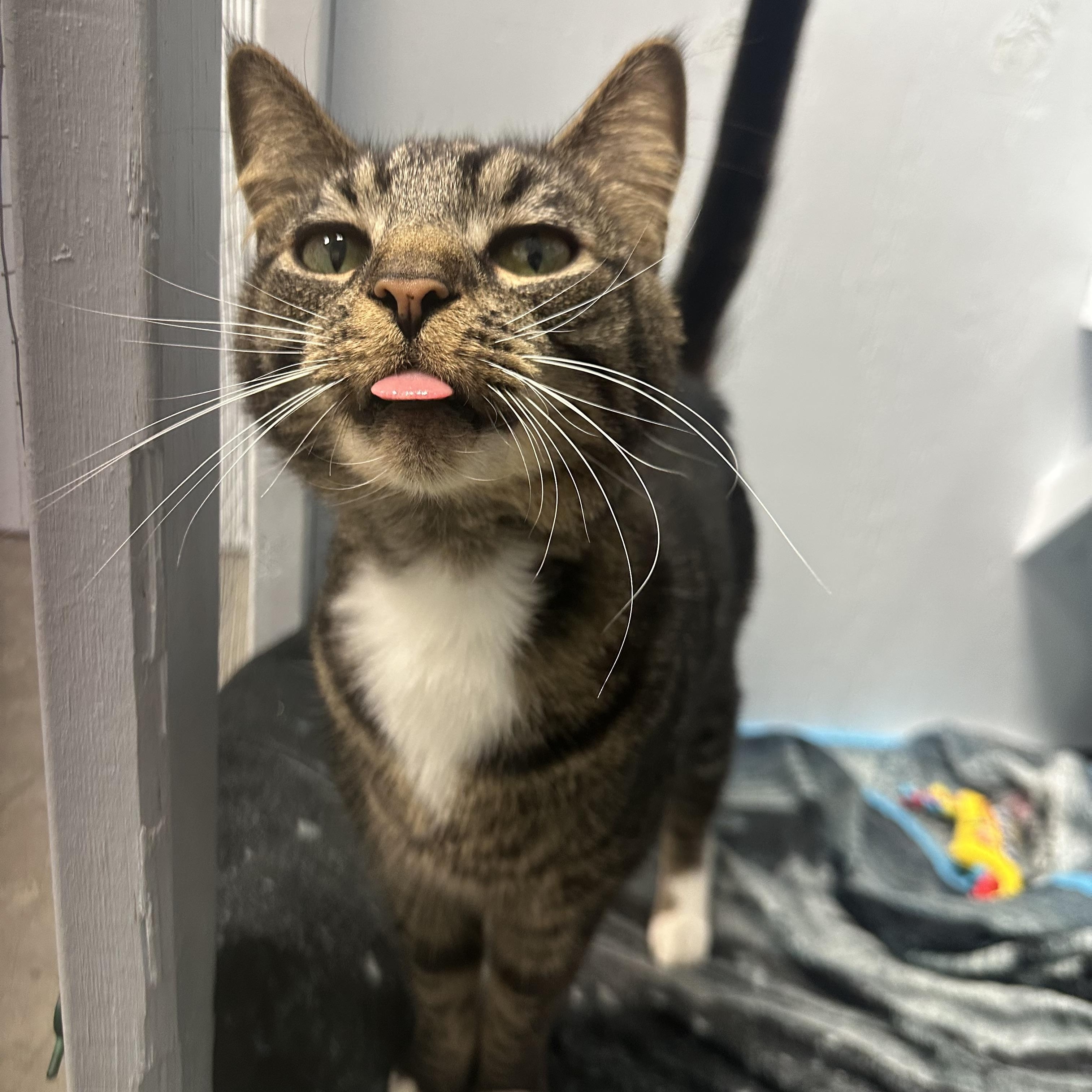 Enlarge Joseph, a Adoptable Domestic Short Hair in Mission, BC image 1/5