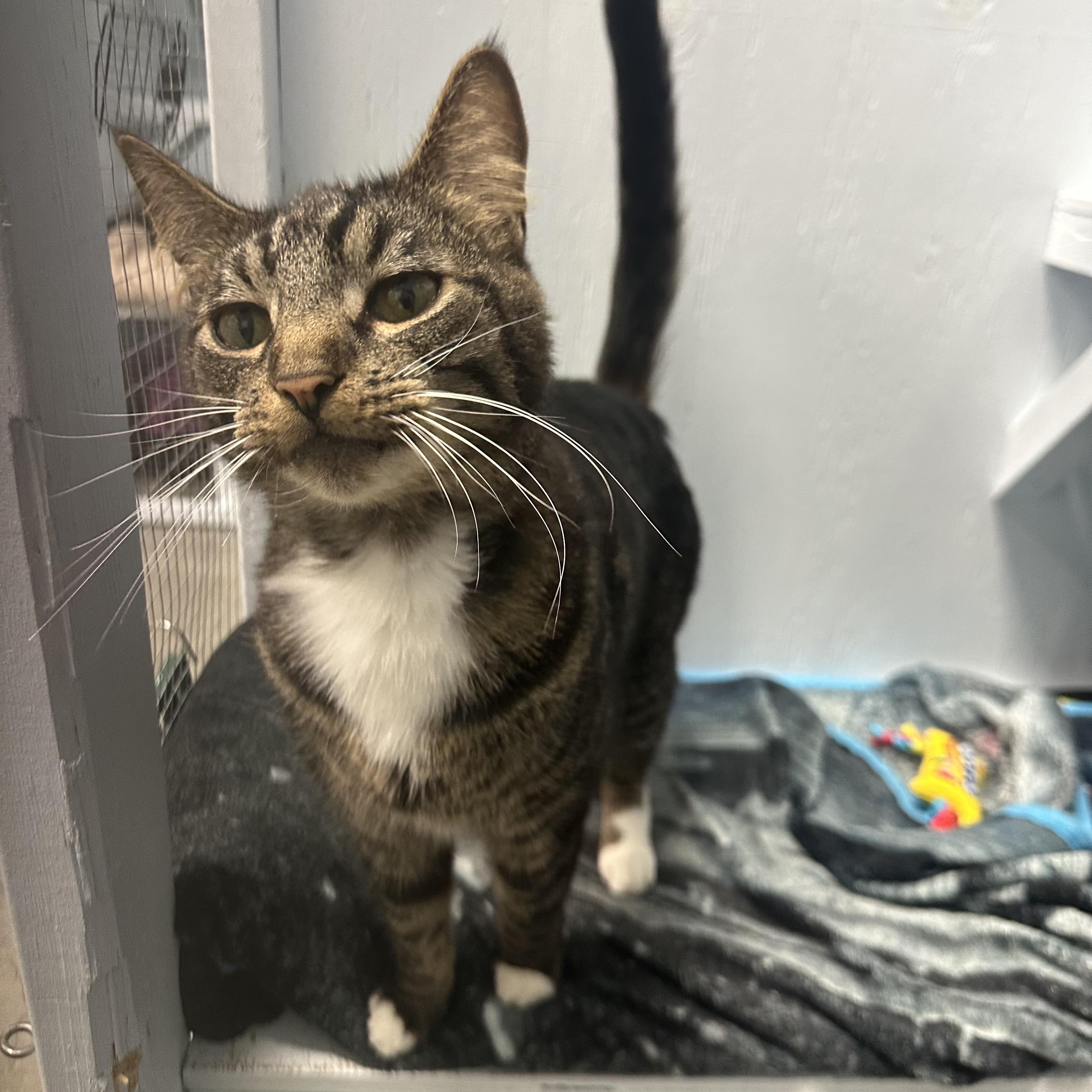 Enlarge Joseph, a Adoptable Domestic Short Hair in Mission, BC image 2/5