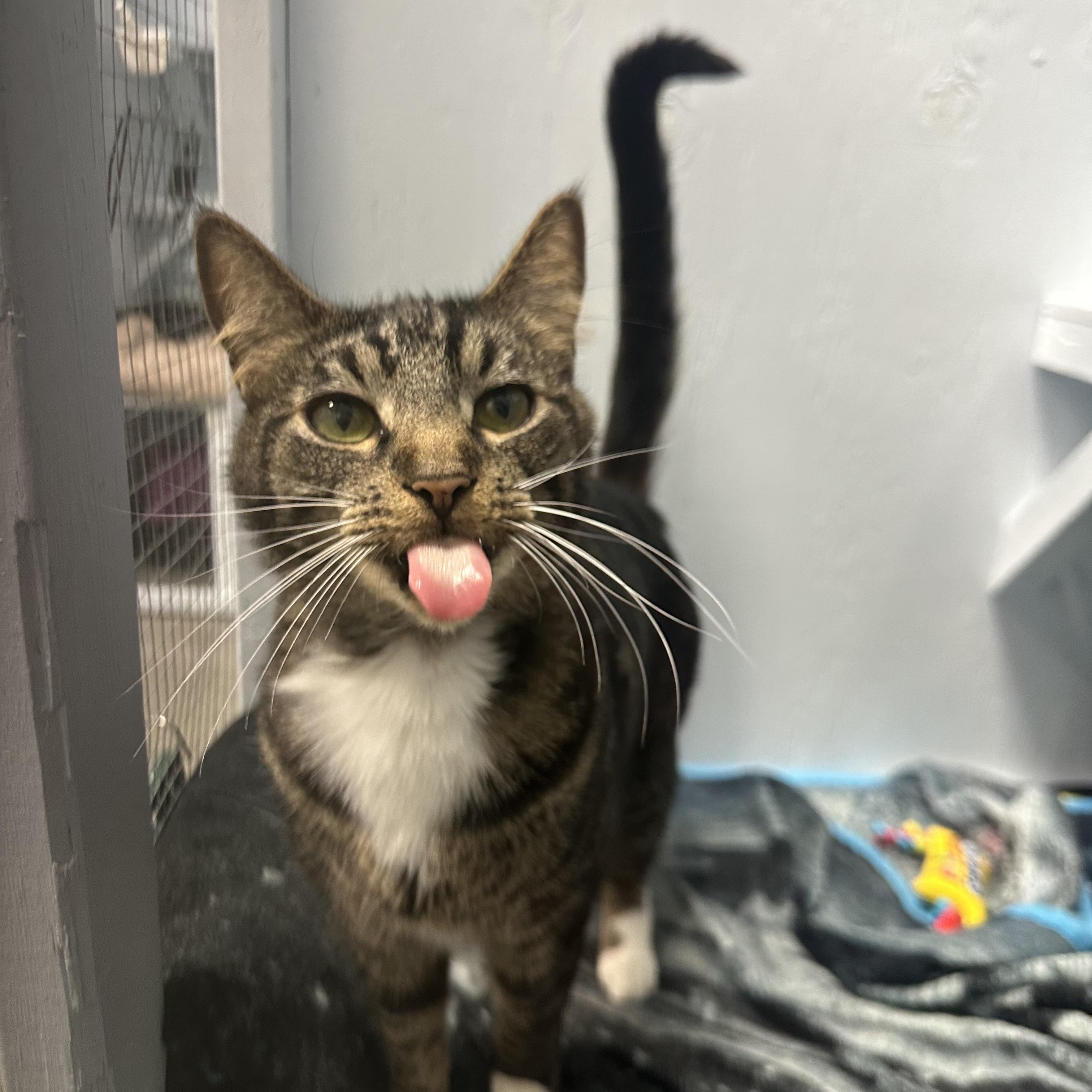 Enlarge Joseph, a Adoptable Domestic Short Hair in Mission, BC image 3/5
