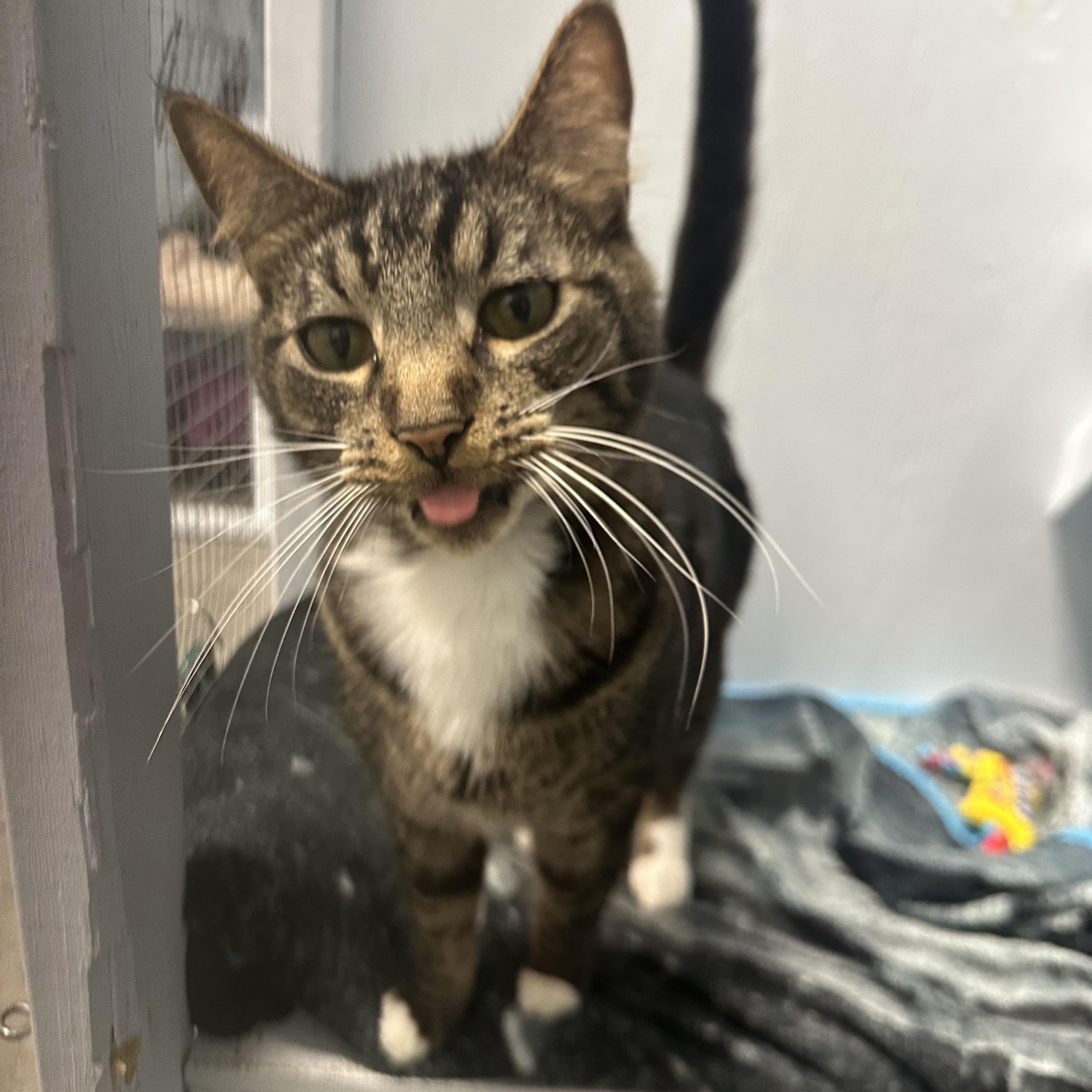Enlarge Joseph, a Adoptable Domestic Short Hair in Mission, BC image 5/5