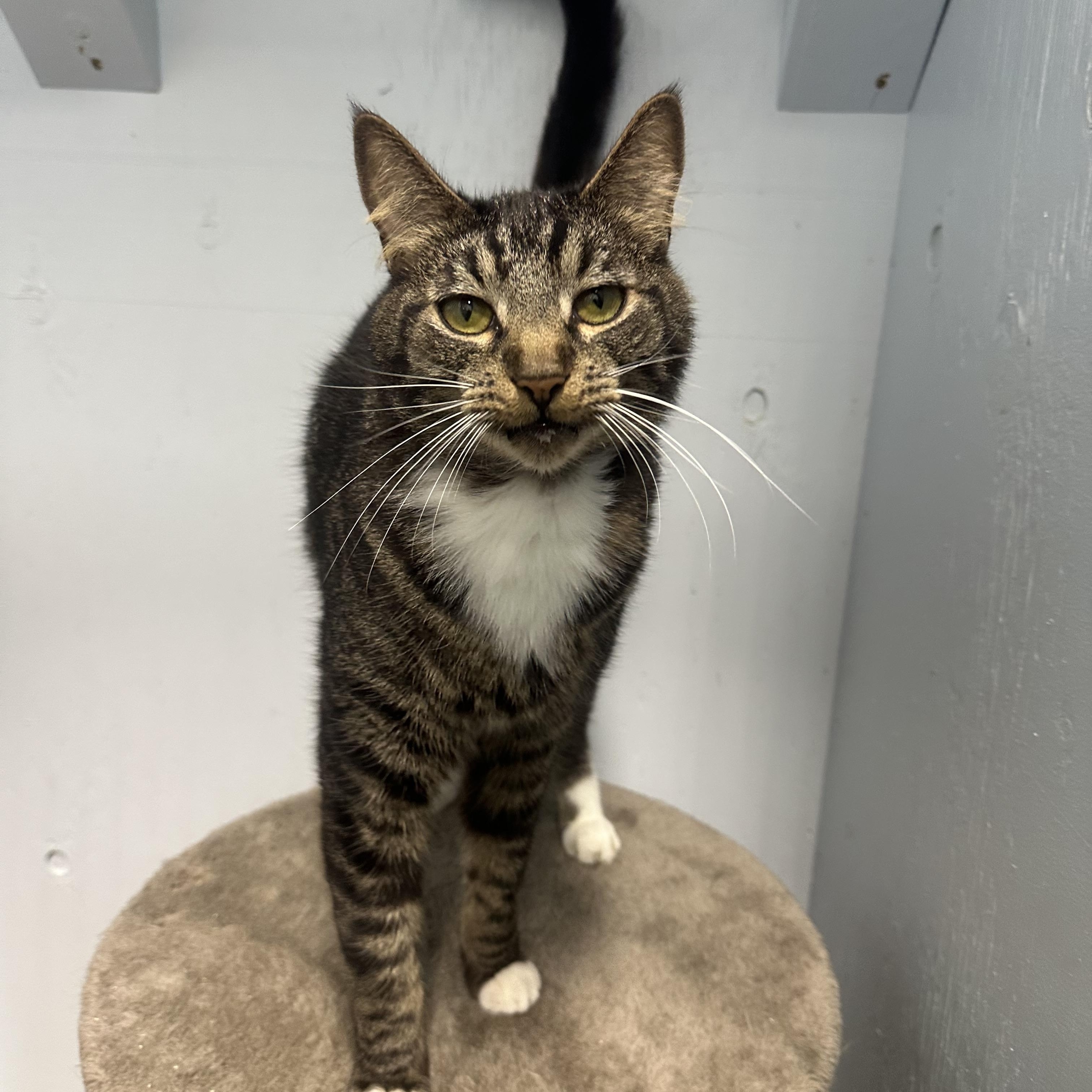 Enlarge Joseph, a Adoptable Domestic Short Hair in Mission, BC image 4/5