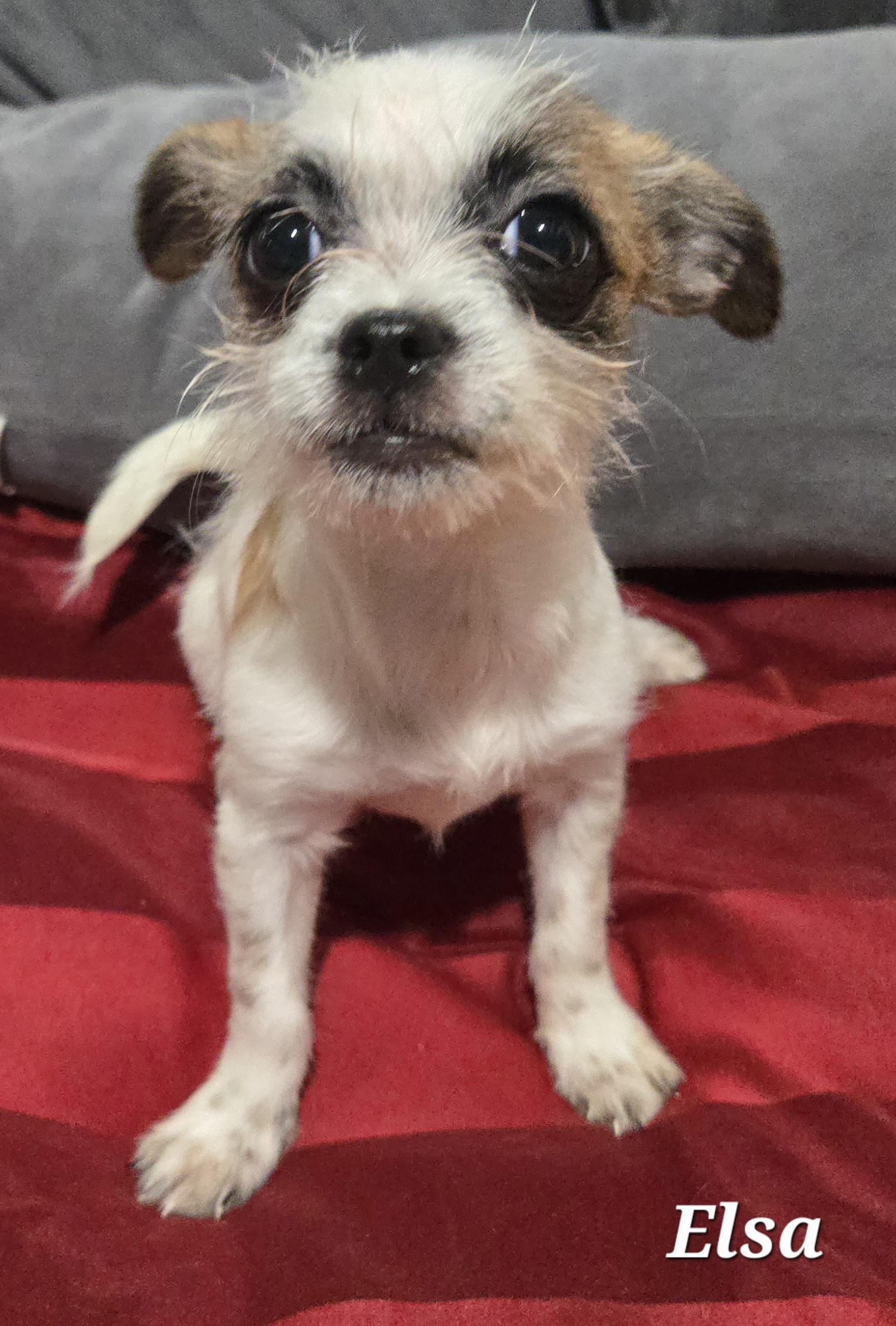 Enlarge Elsa, a Adoptable mixed breed in Houston , TX image 3/3