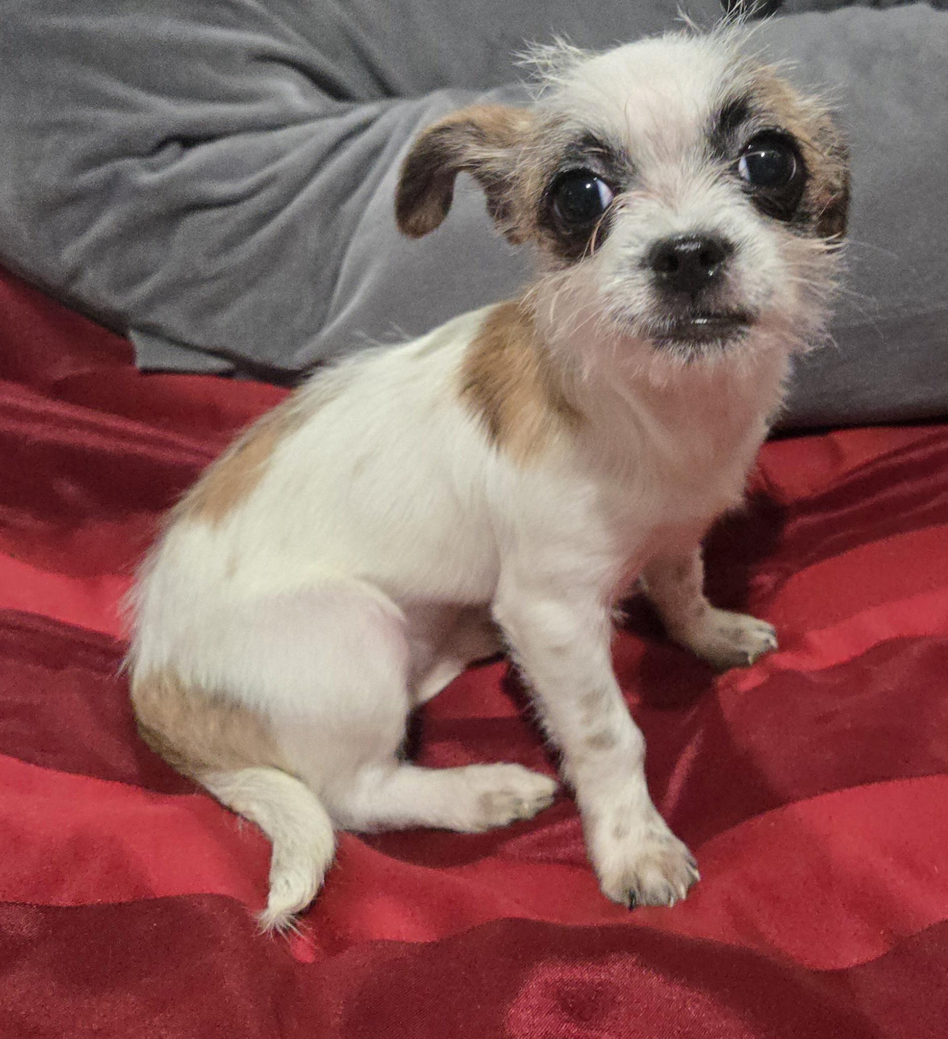 Enlarge Elsa, a Adoptable mixed breed in Houston , TX image 2/3