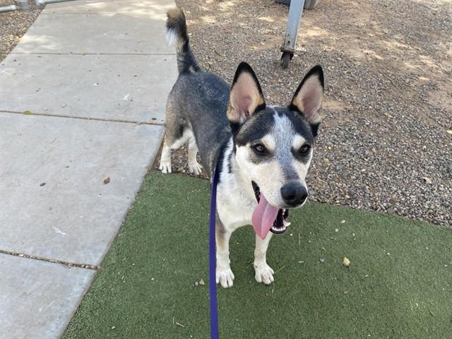 GUPPY, Adoptable, Adult Male Husky.