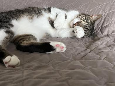 Susie — thumbnail 2