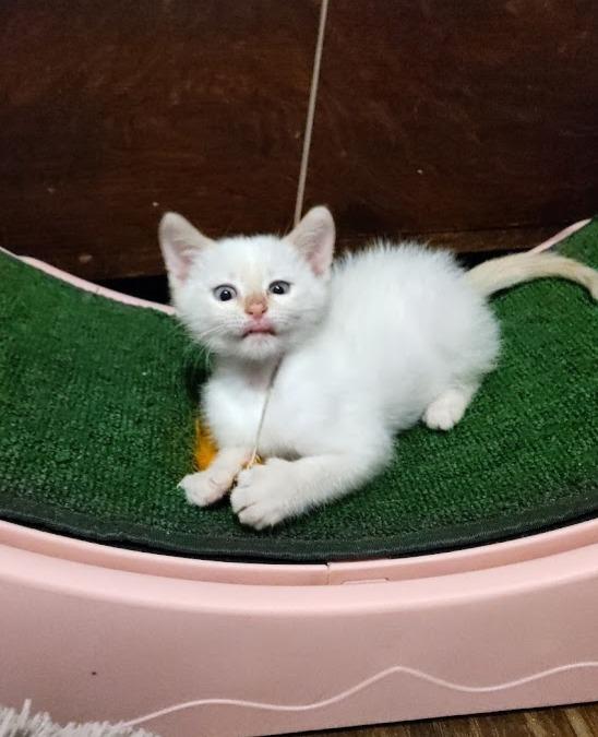 Dave, adopted, Kitten Male Siamese.